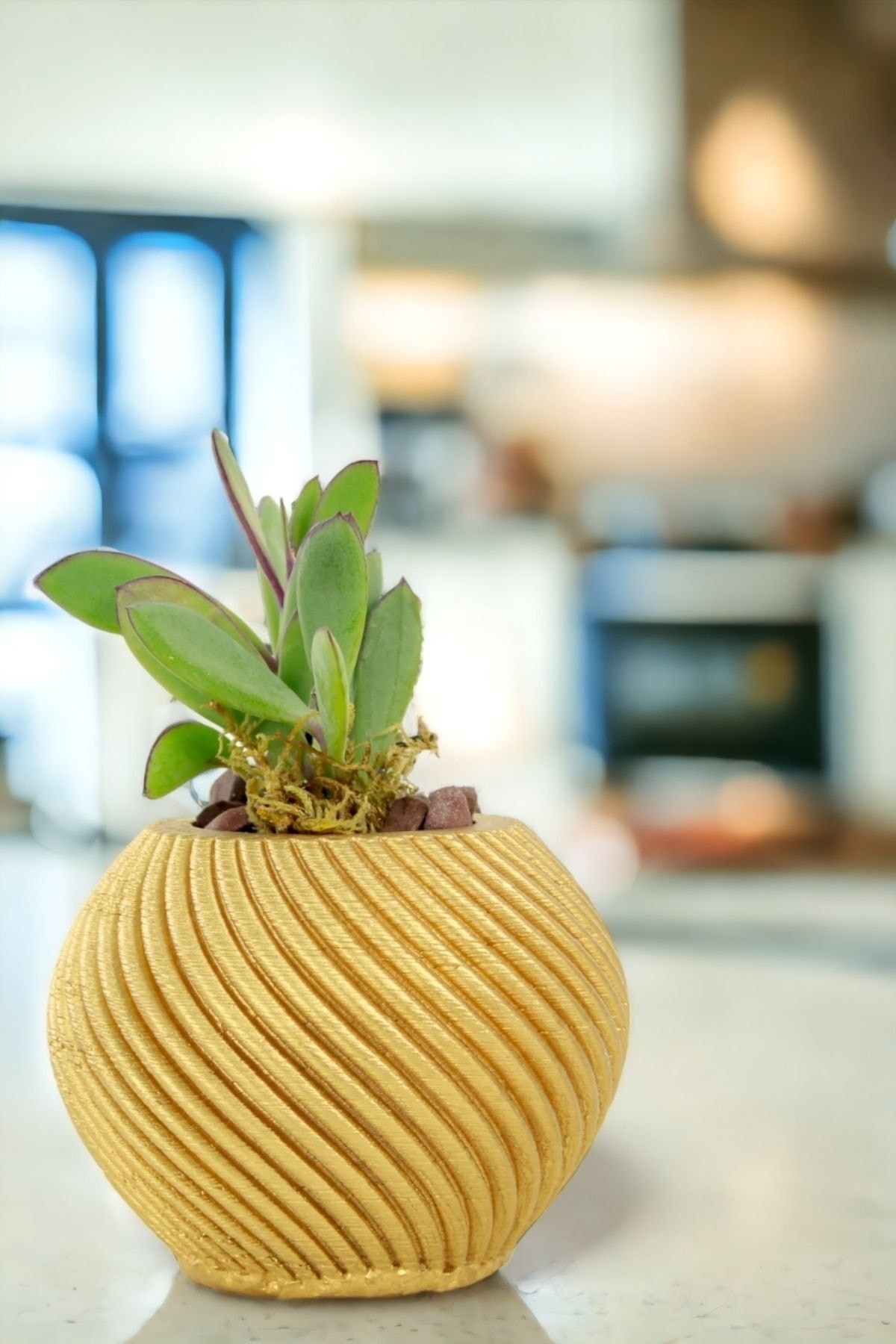 Premium Saksı Minyatür Dekoratif Kaktüs Sukulent Saksısı Model 1