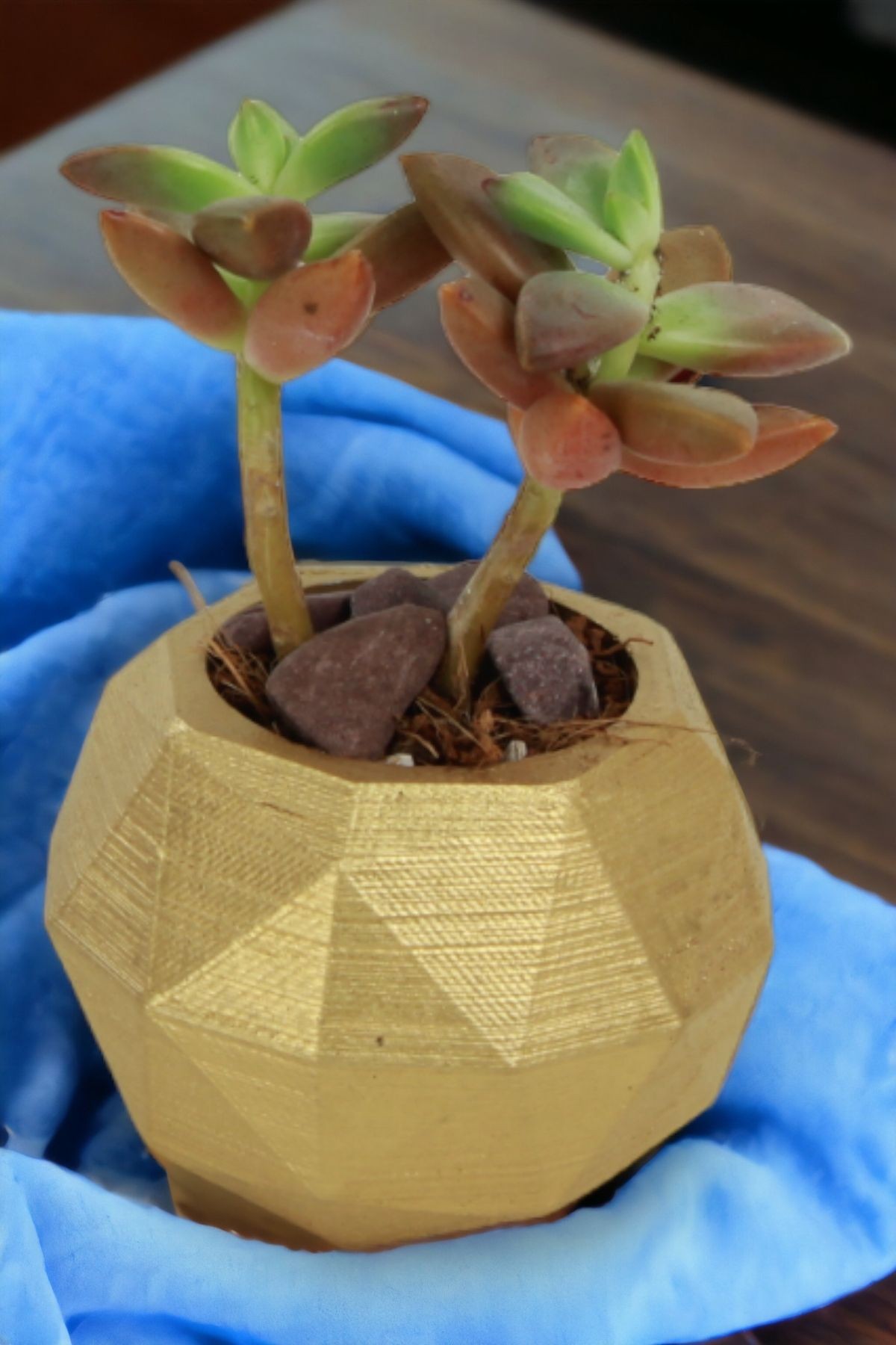 Altın thumbnail image