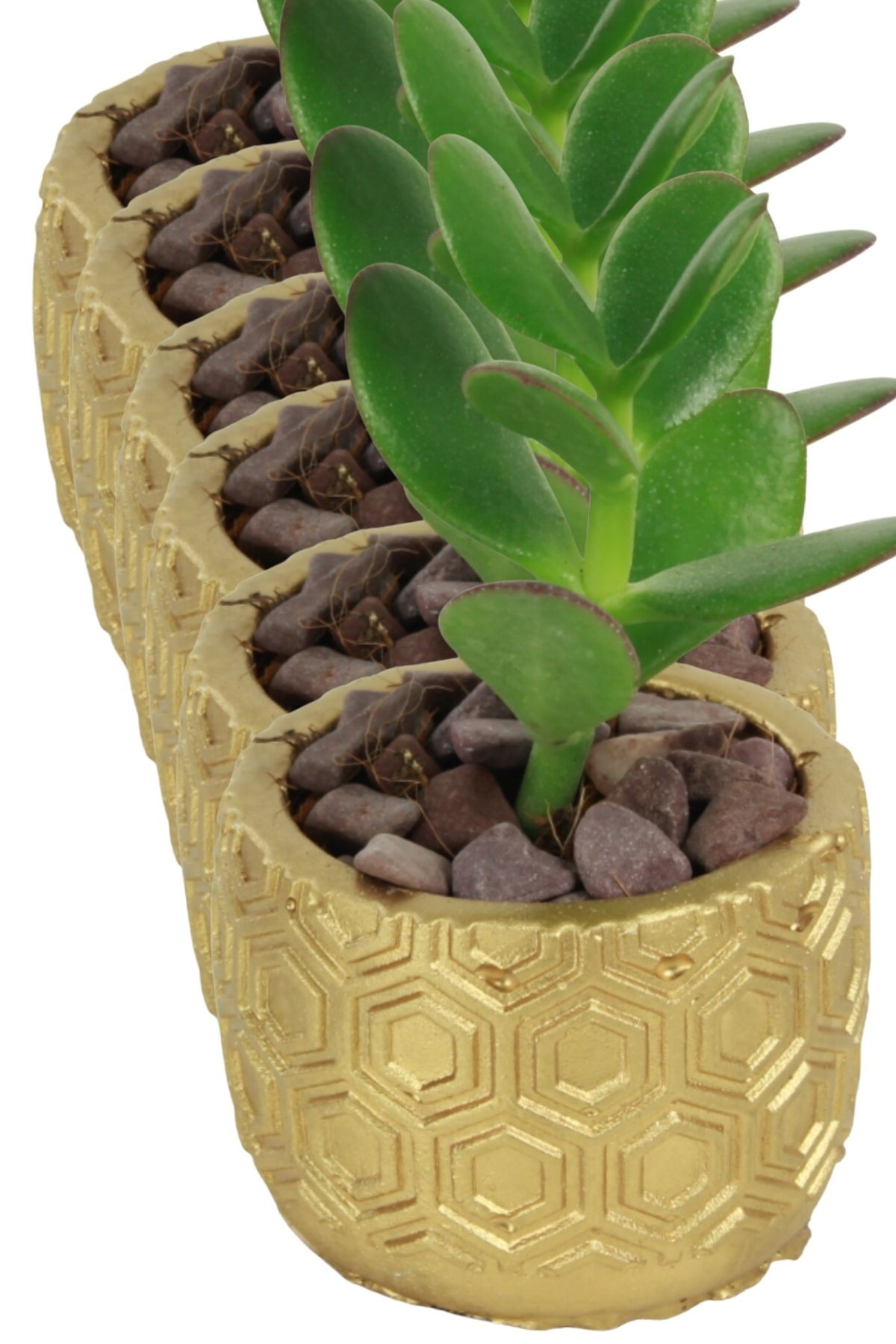 Altın thumbnail image