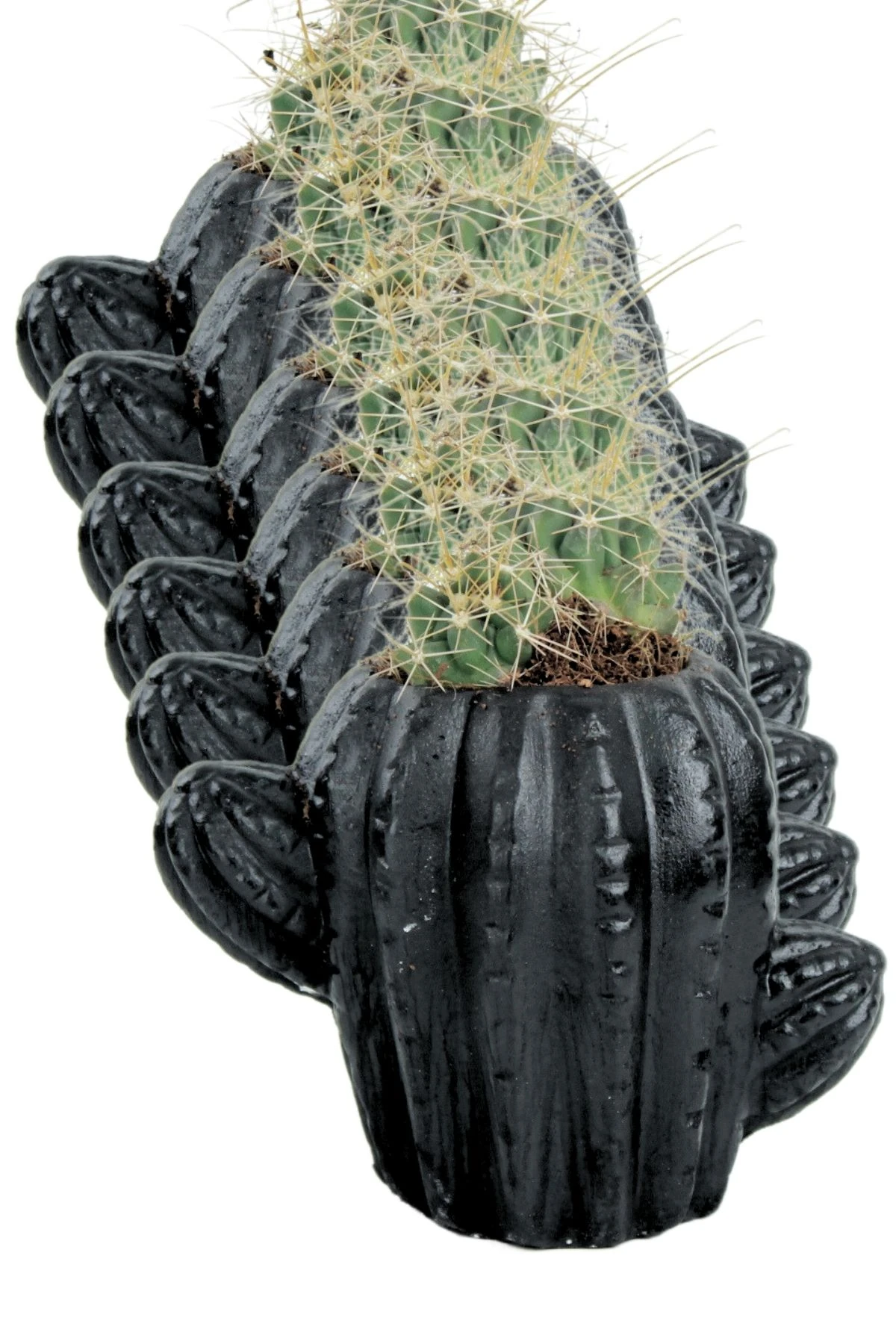 SİYAH thumbnail image