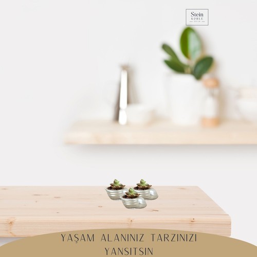 Stein Kohle Dekoratif Saksı Minik Kaktüs Saksısı Deniz Salyangozu Model