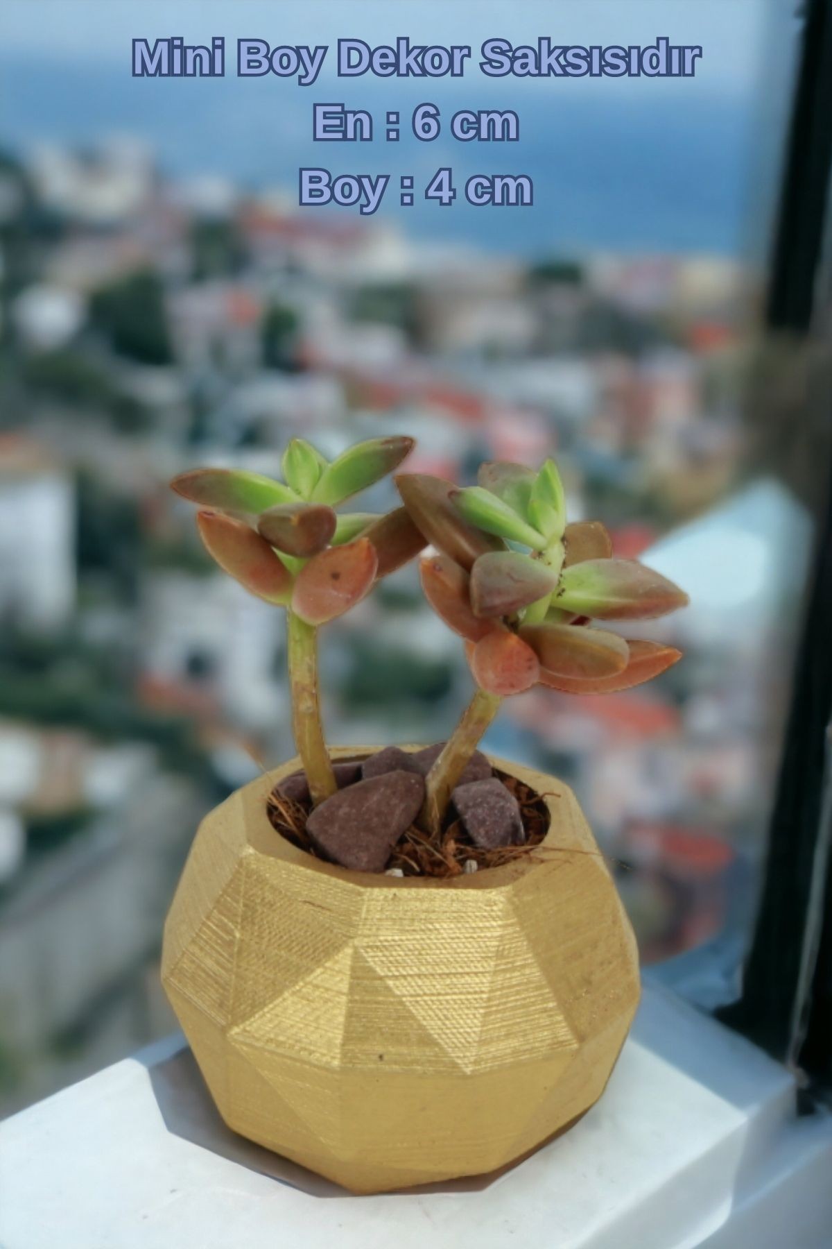 Altın thumbnail image