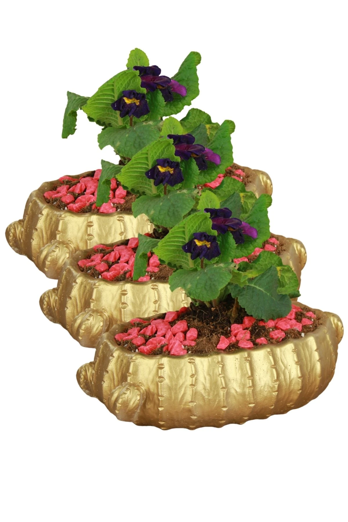 Altın thumbnail image