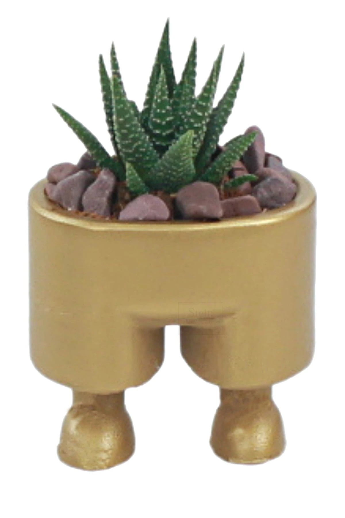 Altın thumbnail image