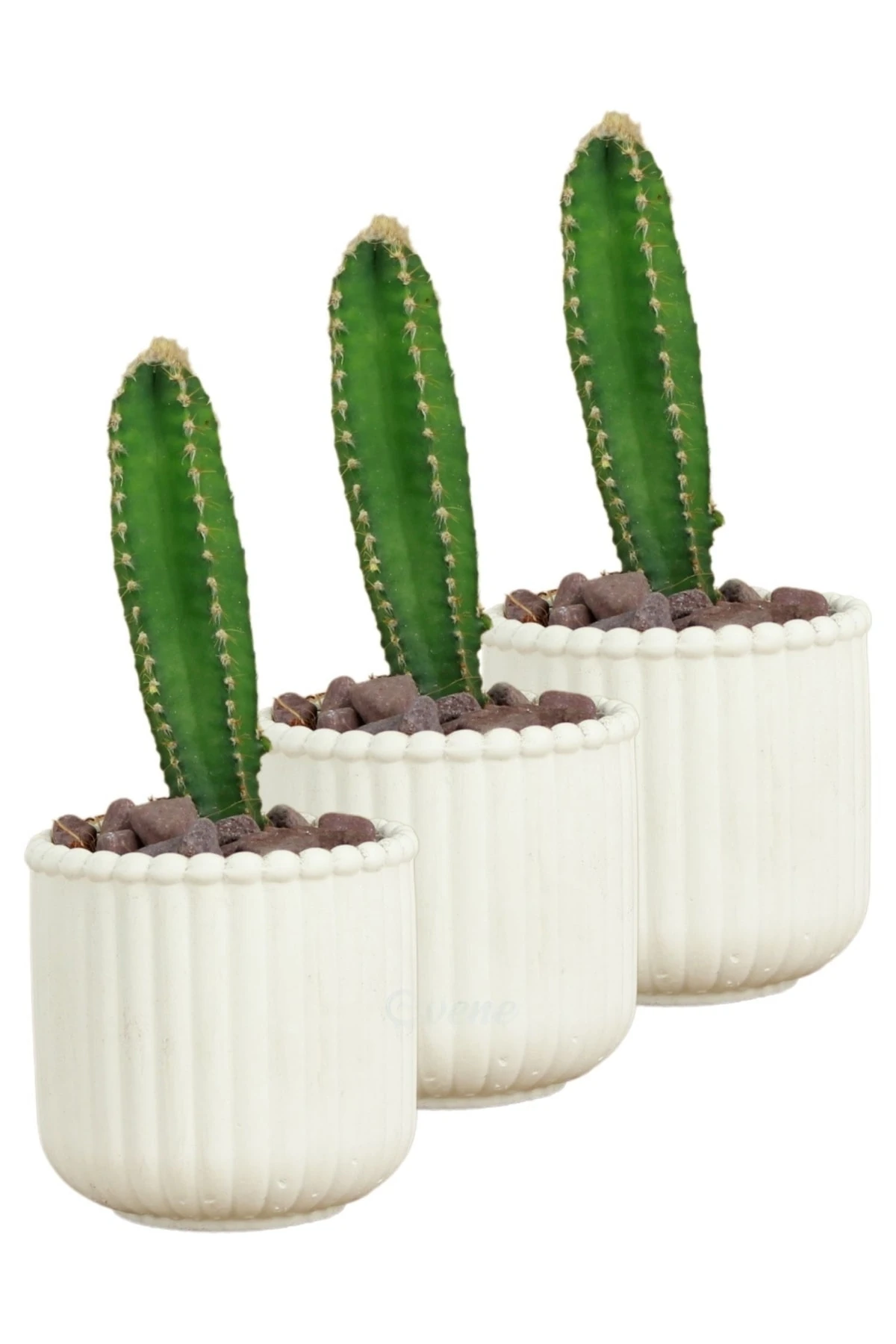 Beyaz thumbnail image