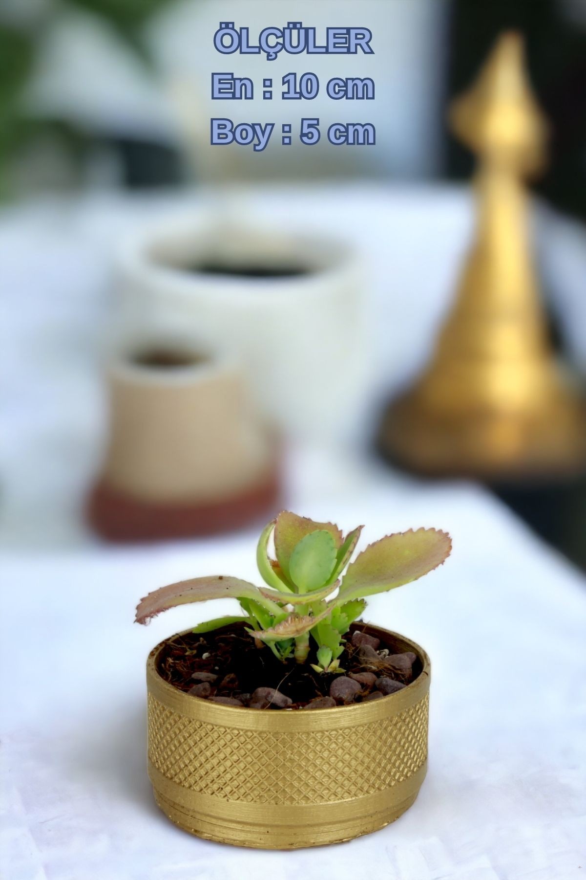 Altın thumbnail image