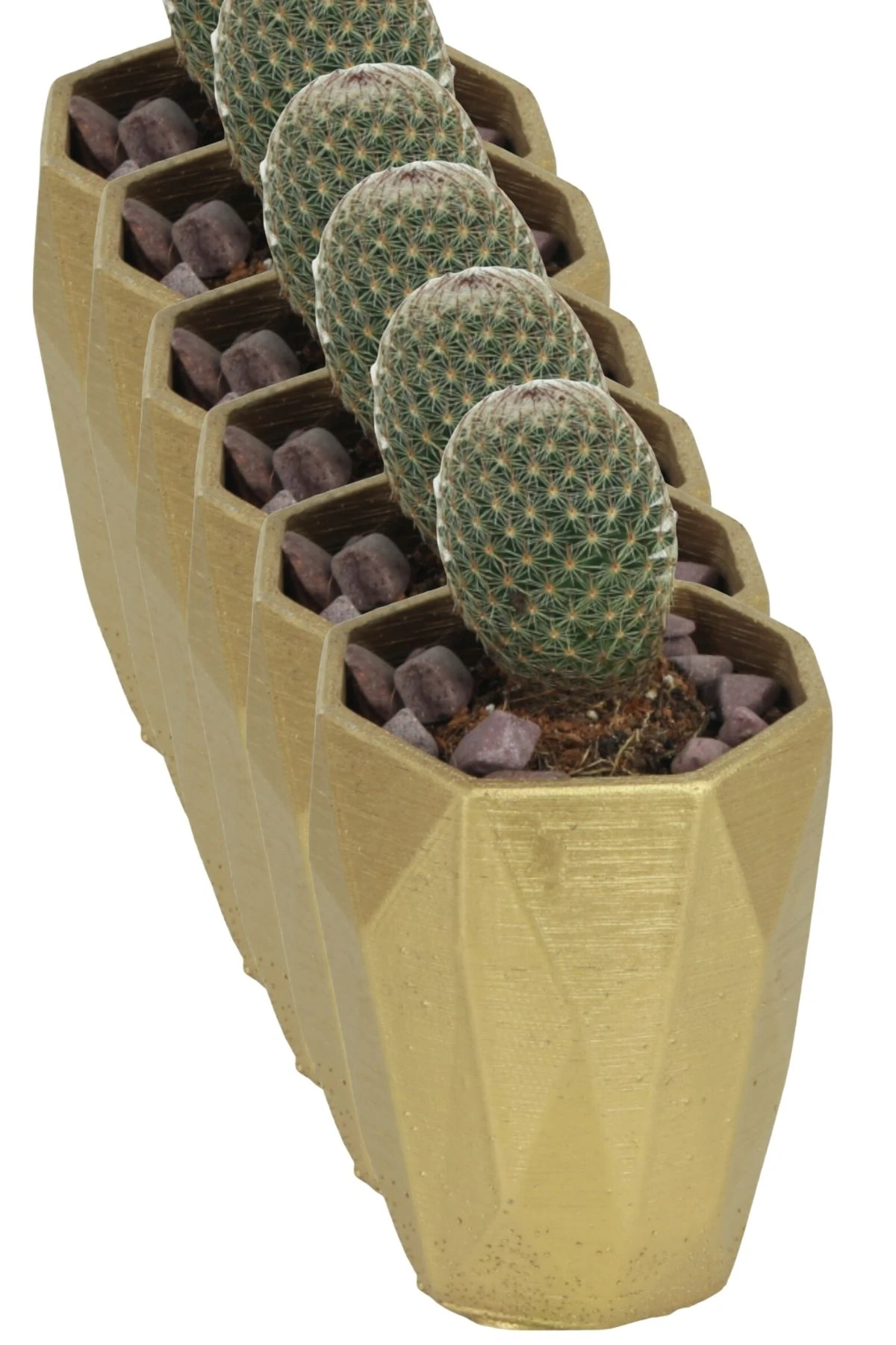 Altın thumbnail image