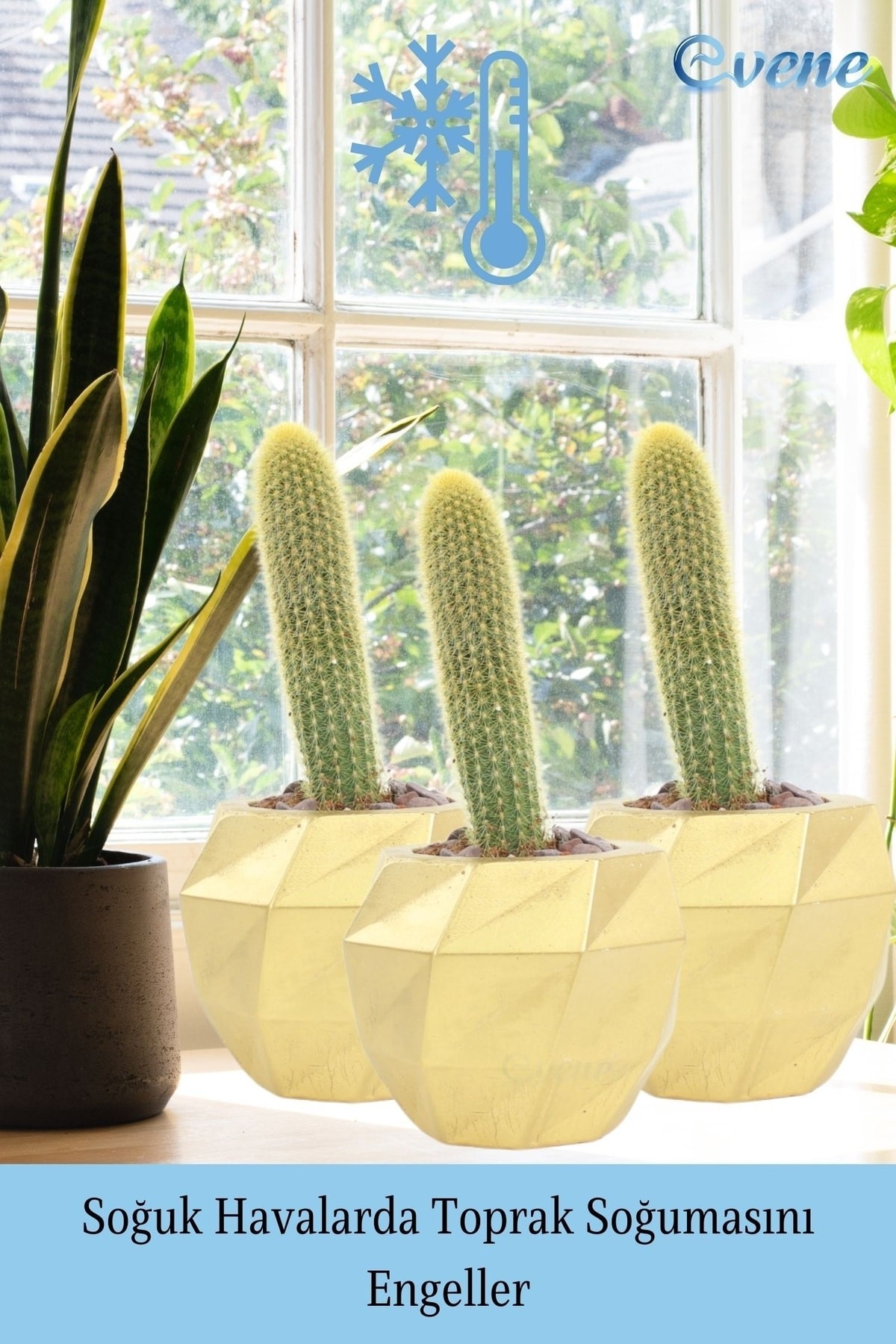 Saksı Çiçek Kaktüs Saksısı Lüx 15 Cm Altın Varak Boyalı Burgulu Desen Saksı Çiçeklik