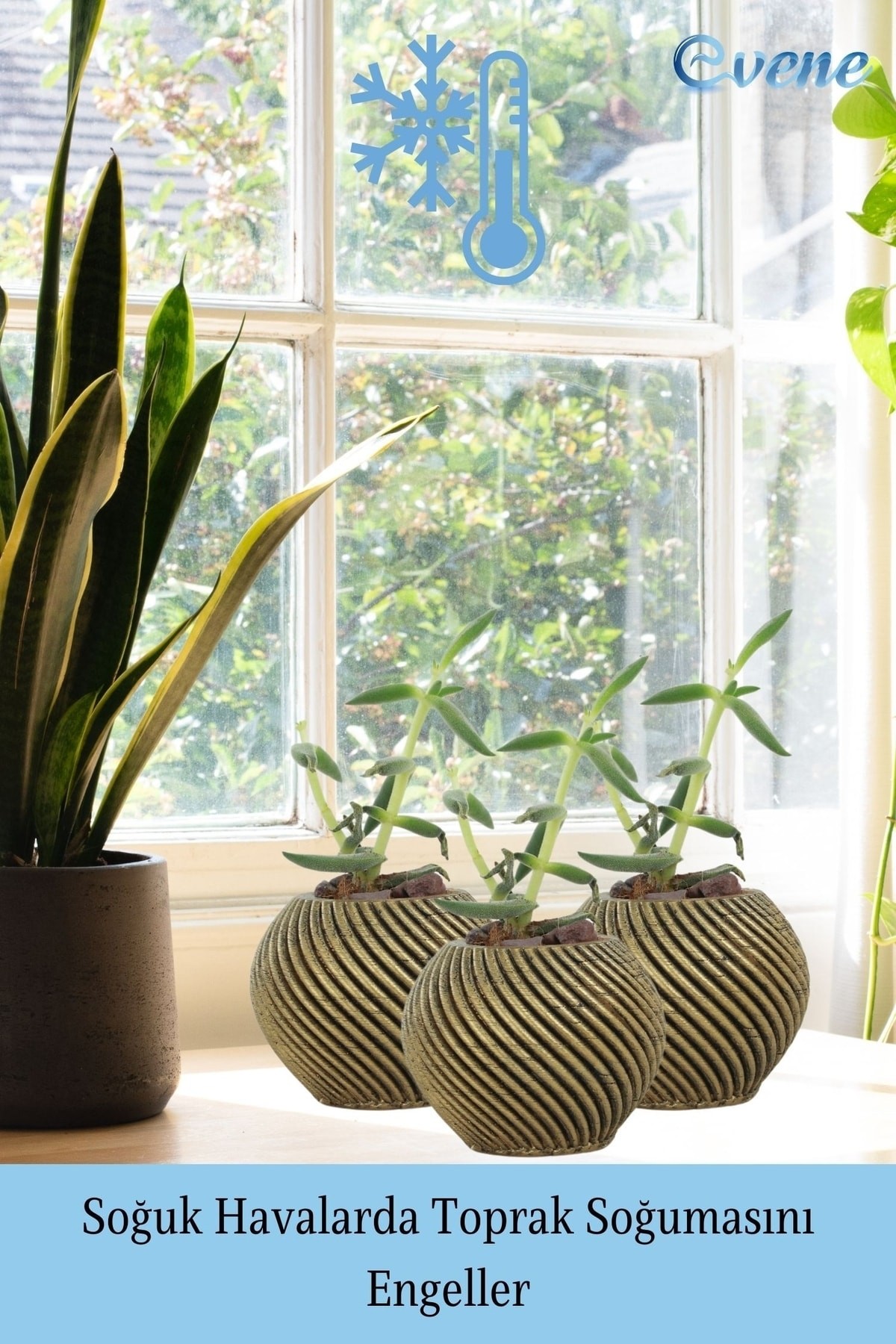 Mini Çiçek Saksı Küçük Sukulent Altın Eskitme Kaktüs Saksısı İnce Çizgili Spiral Model