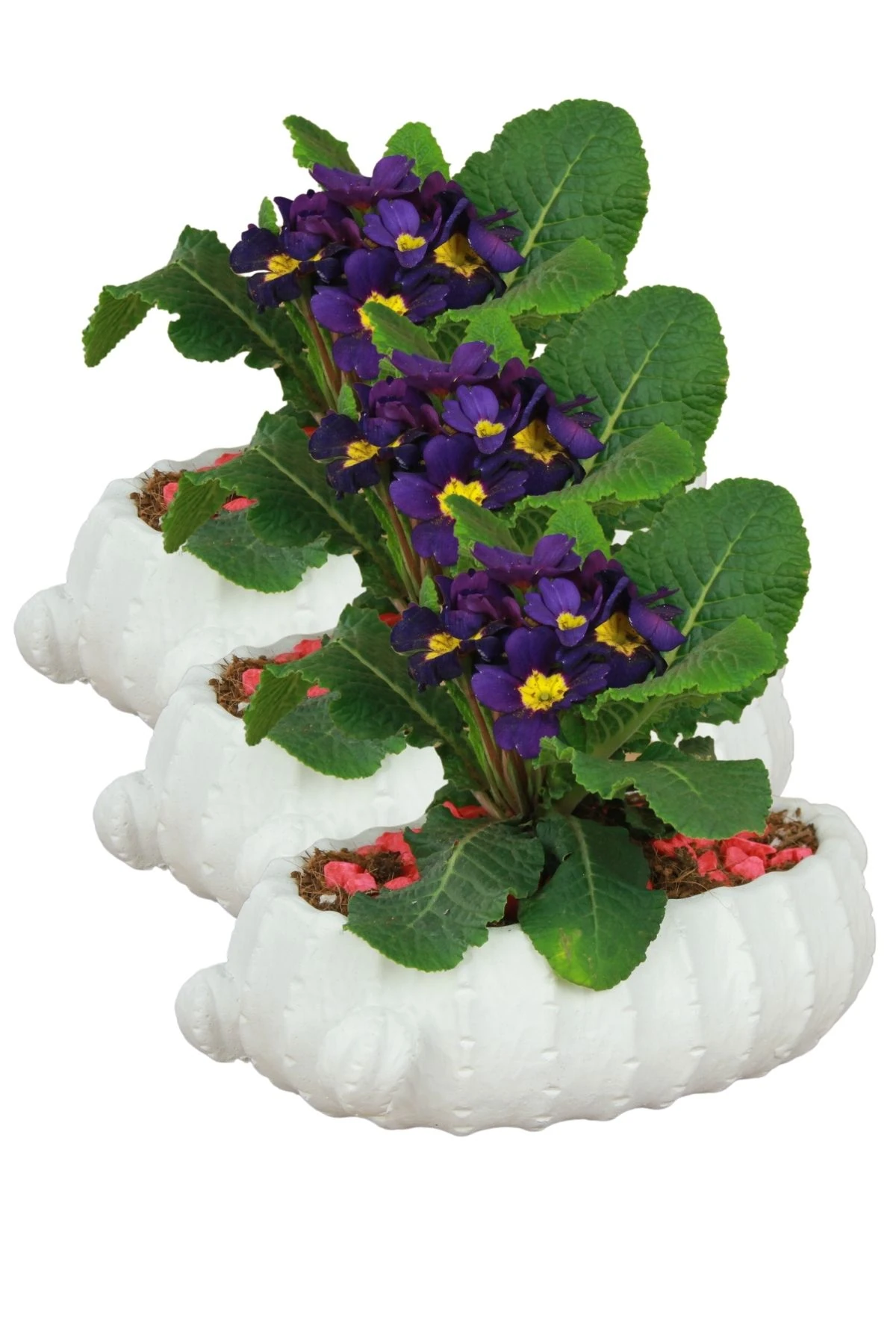 Beyaz thumbnail image