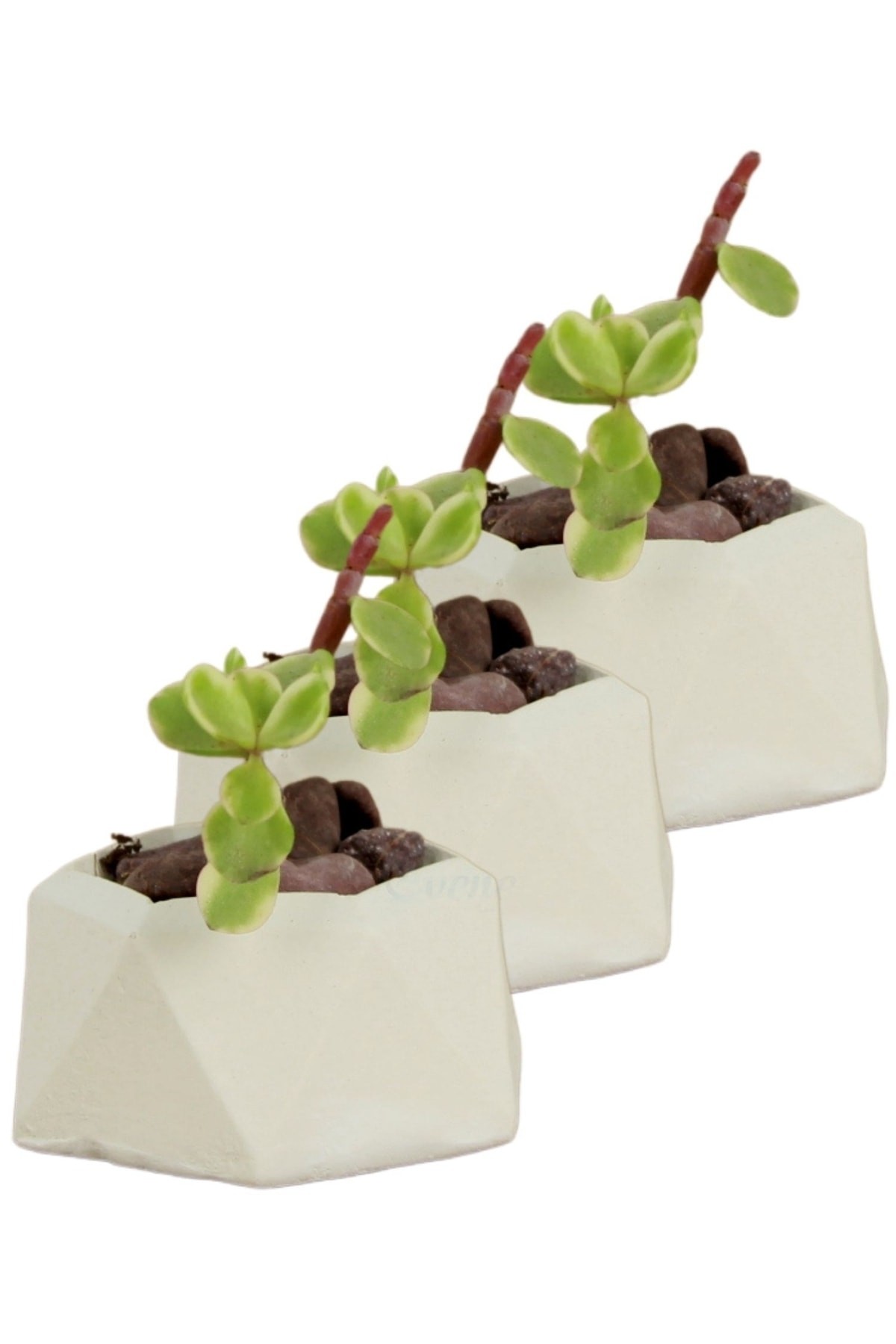 Mini Çiçek Saksı Küçük Sukulent Beyaz Kaktüs Saksısı 3'lü Set Mini Poly 2 Model