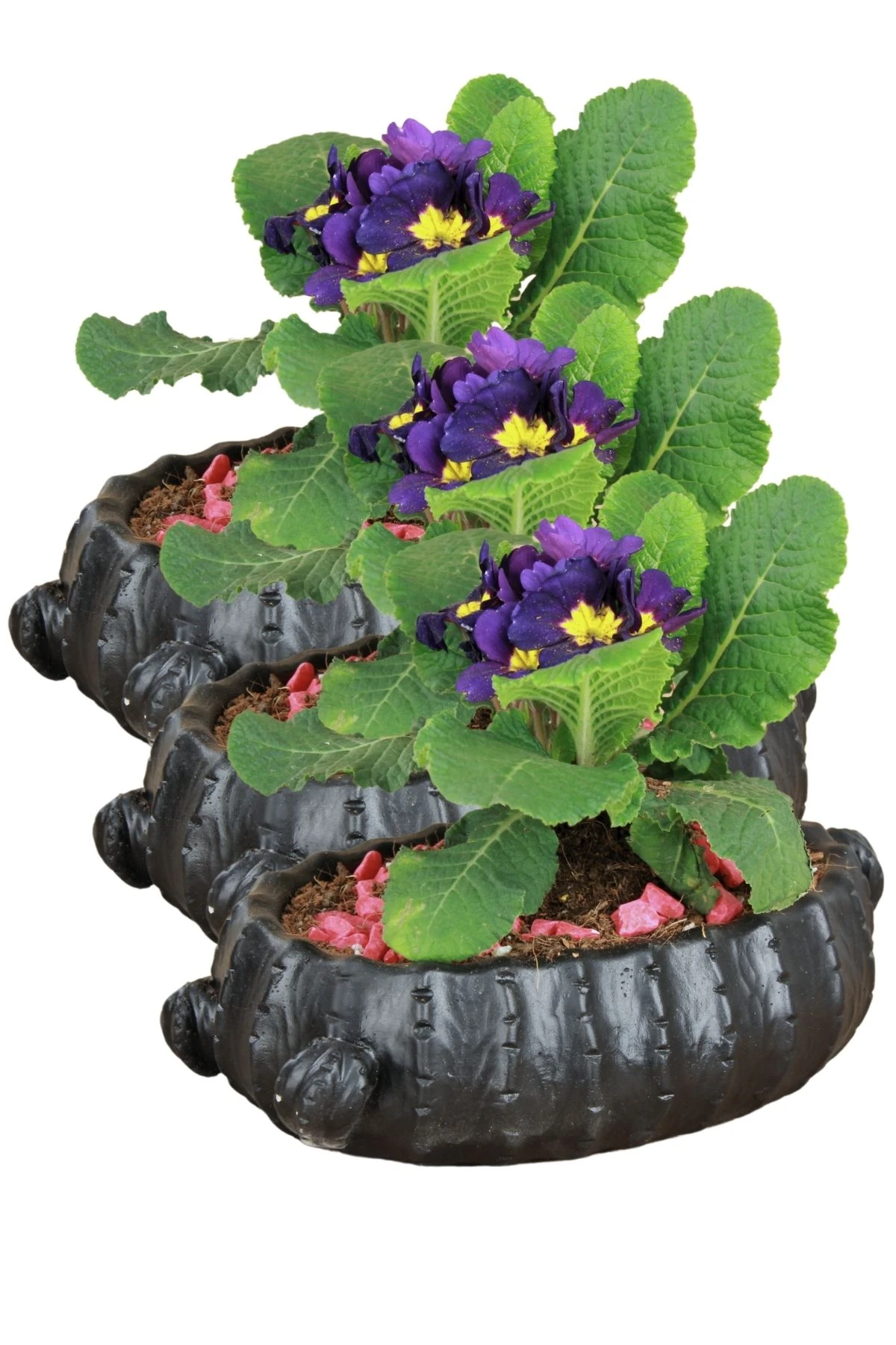 SİYAH thumbnail image