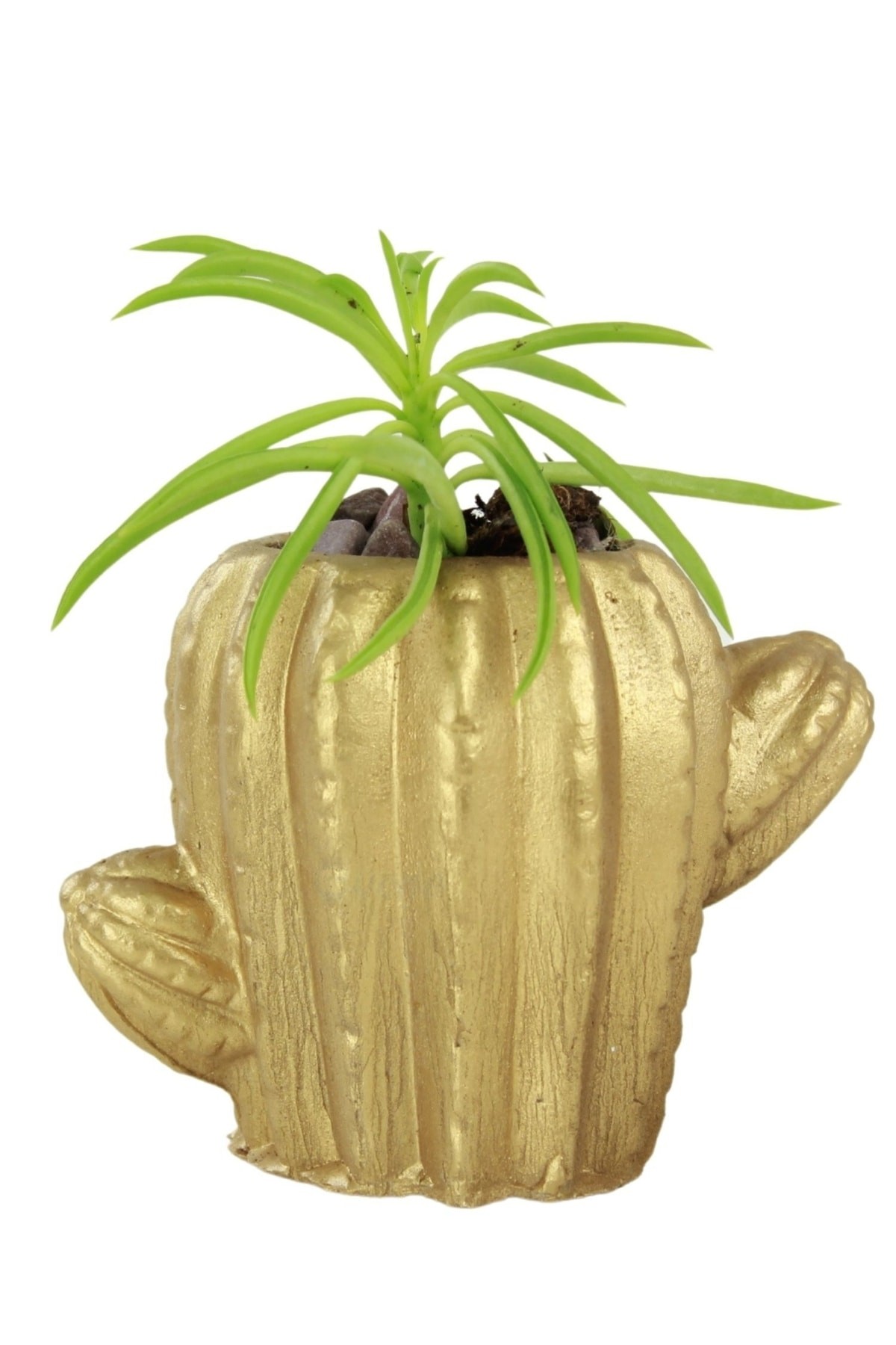Altın thumbnail image