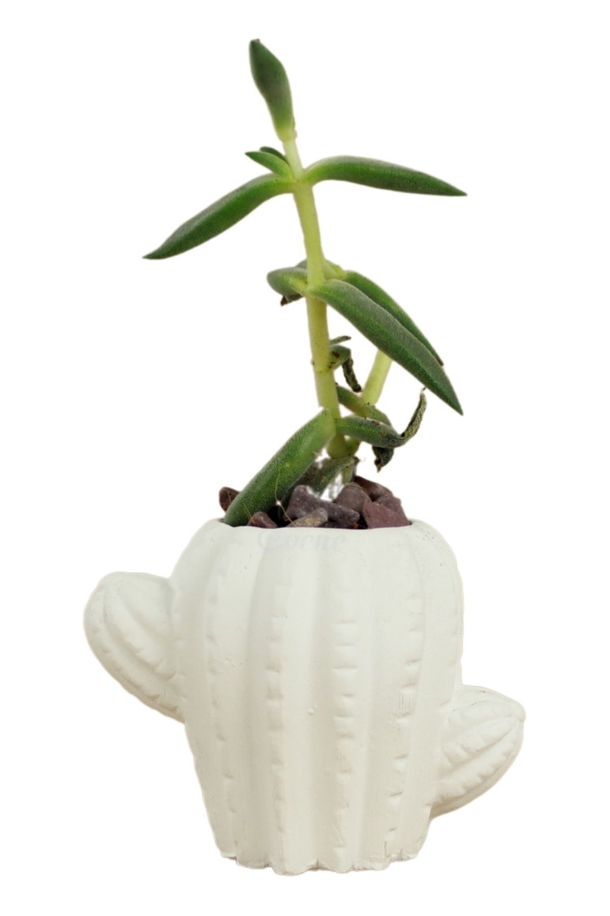 Mini Çiçek Saksı Küçük Sukulent Beyaz Kaktüs Saksısı Kaktüs Figür Model