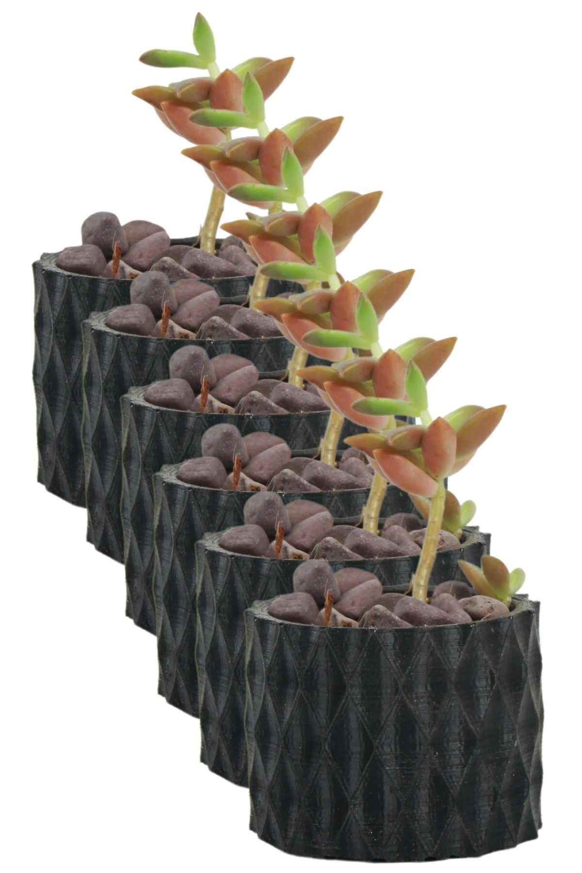 SİYAH thumbnail image
