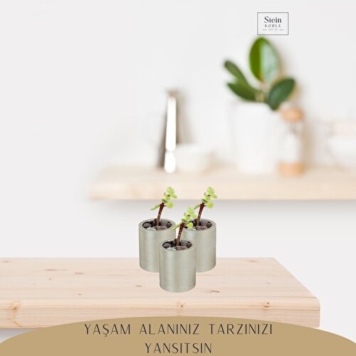 Dekoratif Saksı Minik Kaktüs Saksısı Düz Yuvarlak Model