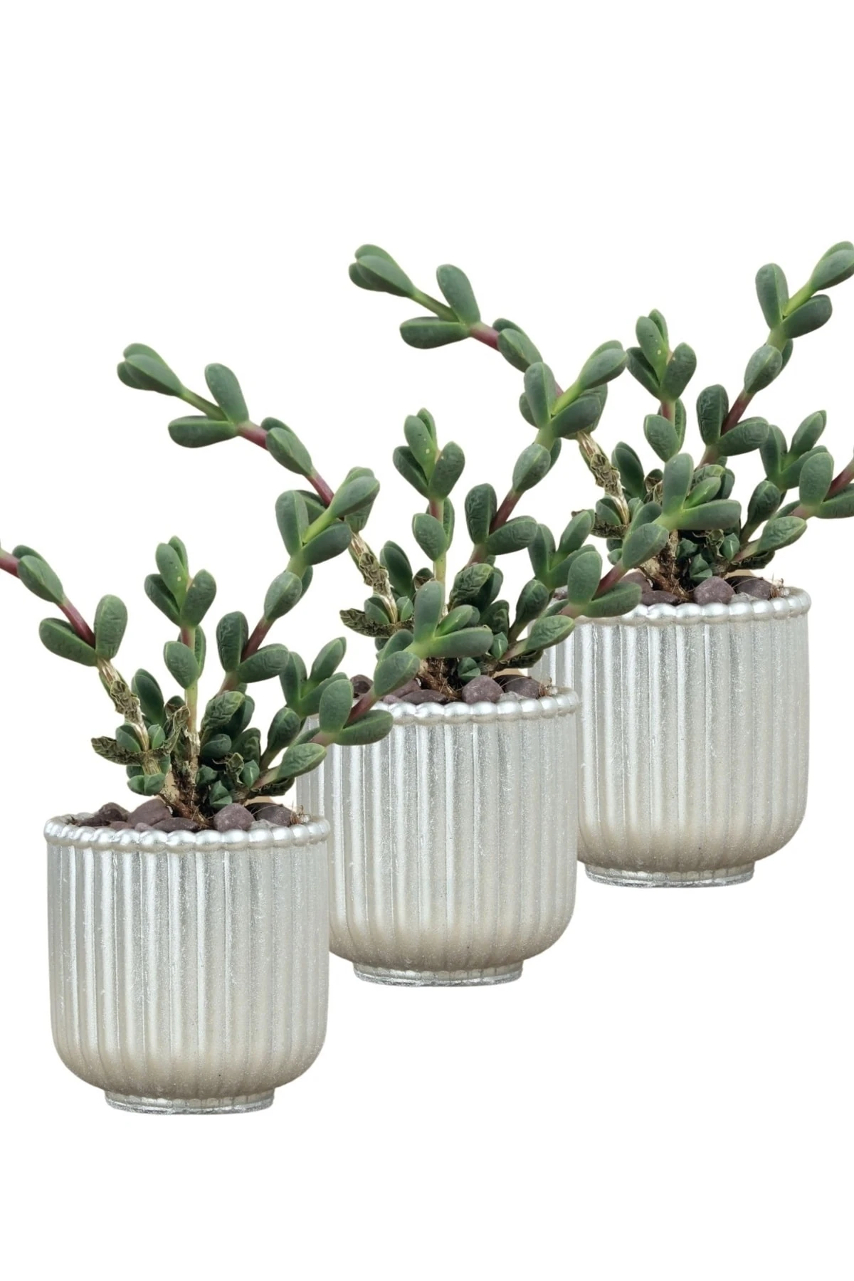 Mini Çiçek Saksı Küçük Sukulent Gümüş Kaktüs Saksısı 3'lü Set Vintage Düz Çizgili Model