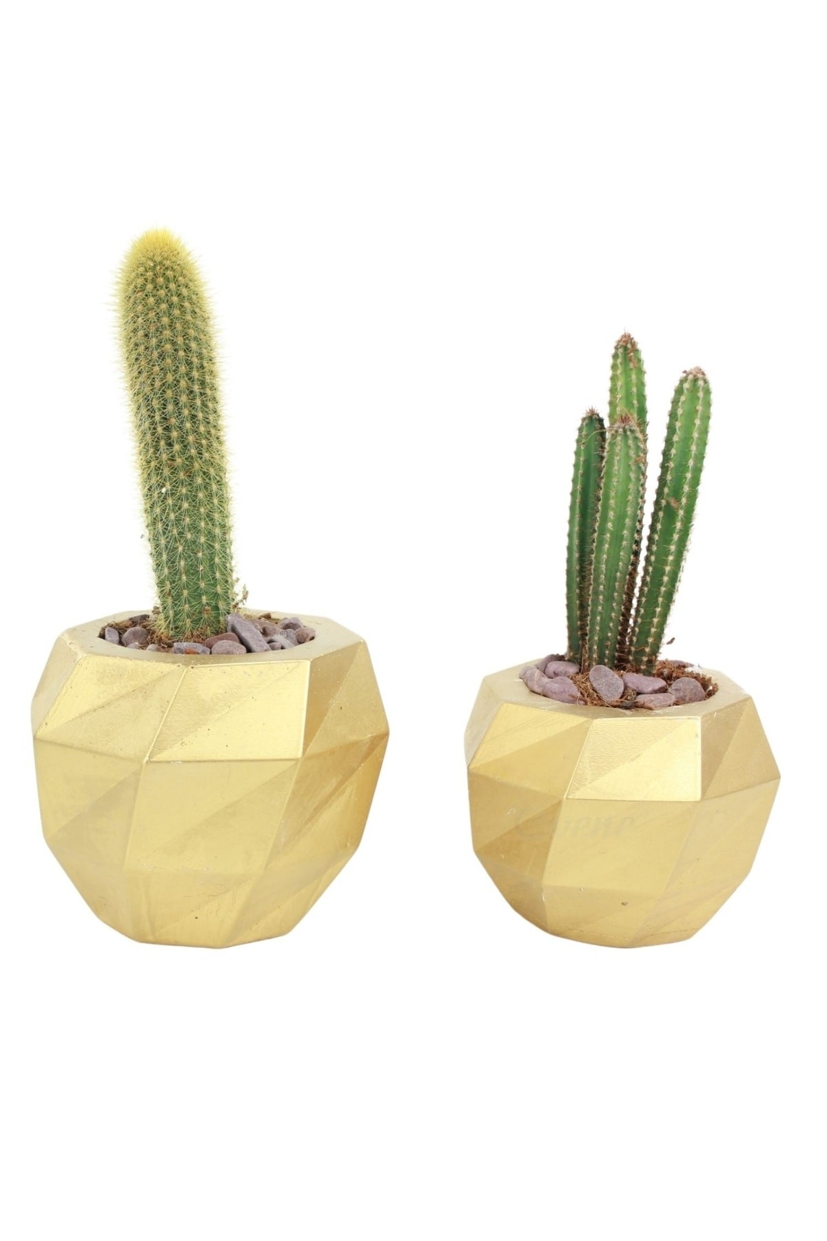 Saksı Çiçek Kaktüs Saksısı Lüx 15 cm Altın Varak Boyalı Burgulu Desen Saksı 2'li Set Çiçeklik