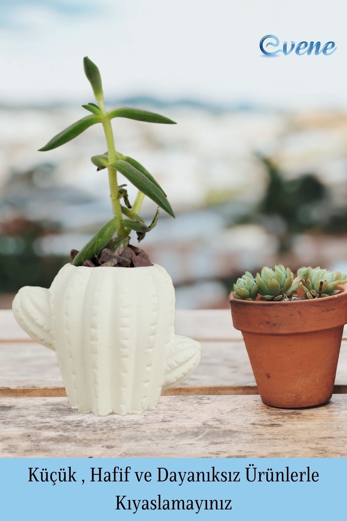 Mini Çiçek Saksı Küçük Sukulent Beyaz Kaktüs Saksısı Kaktüs Figür Model