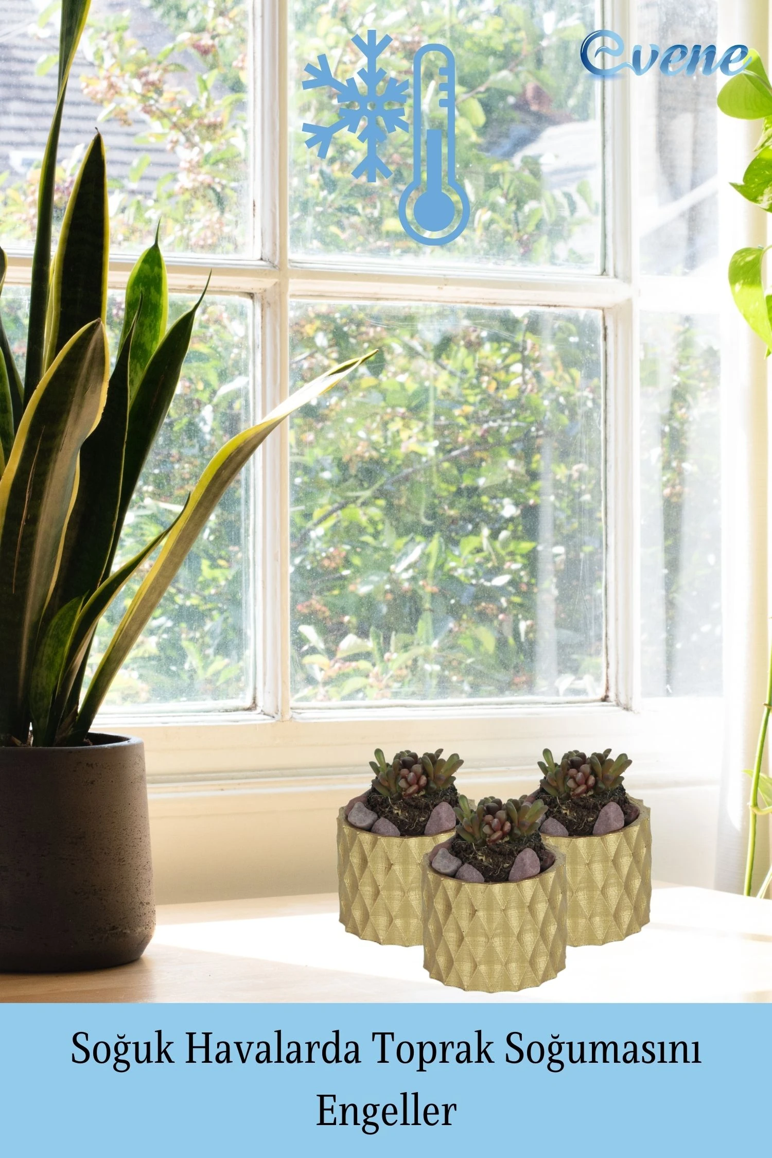 Mini Çiçek Saksısı Küçük Sukulent Altın Kaktüs Saksı Baklava Model