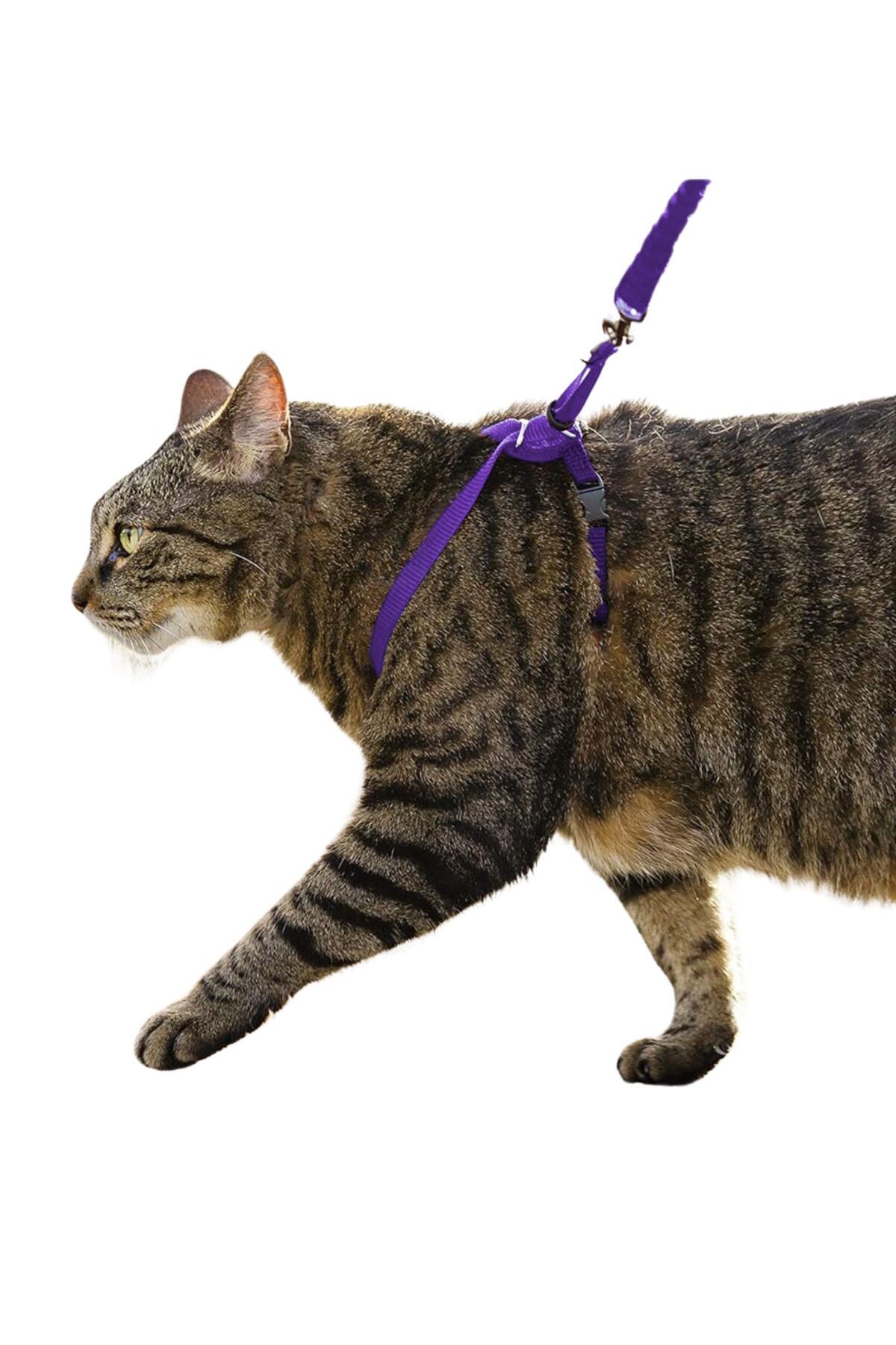 Kedi Tasması Kedi Göğüs Bel Ayarlanabilir Dayanıklı Sağlam Tasma 1 cm İnce Kolon image