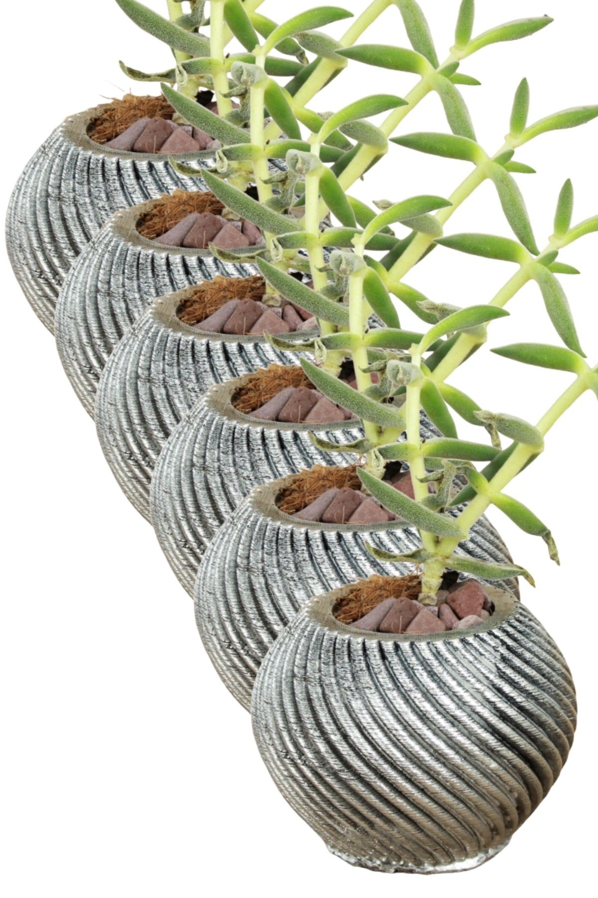 Gümüş thumbnail image
