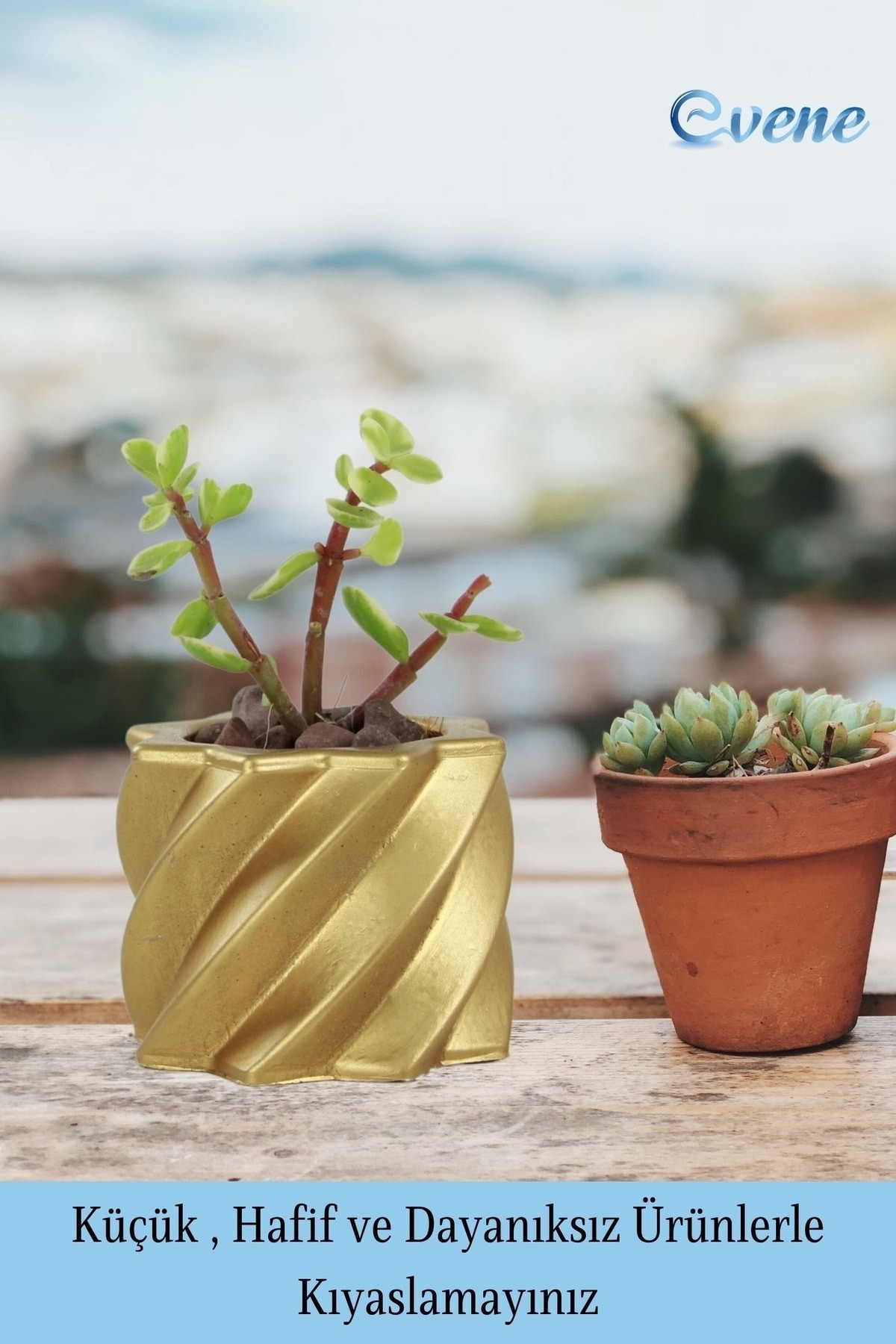 Mini Çiçek Saksı Küçük Sukulent Altın Kaktüs Saksısı Kalın Çizgili Yıldız Model