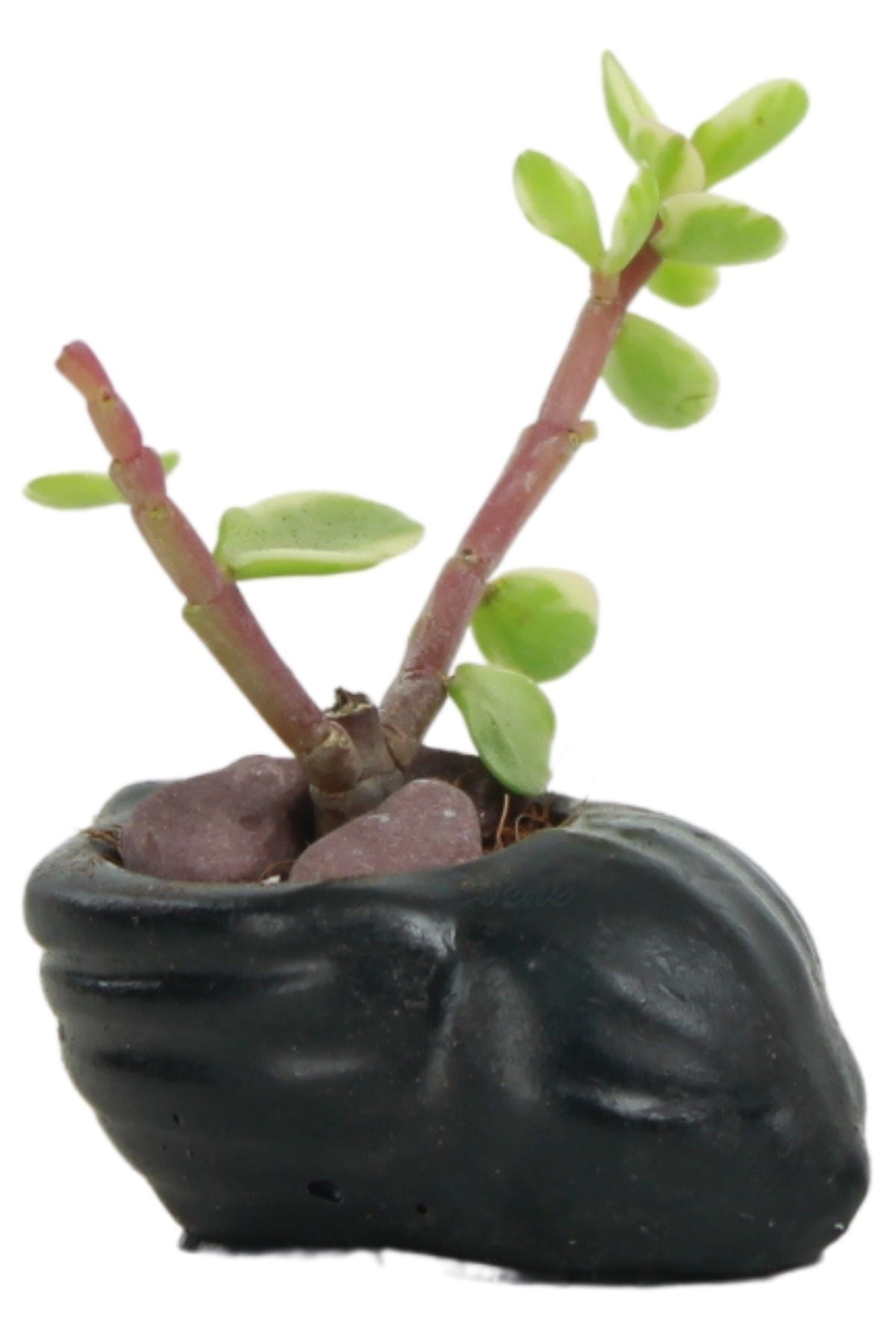Mini Çiçek Saksı Küçük Sukulent Siyah Kaktüs Saksısı Mini Deniz Salyangozu Model