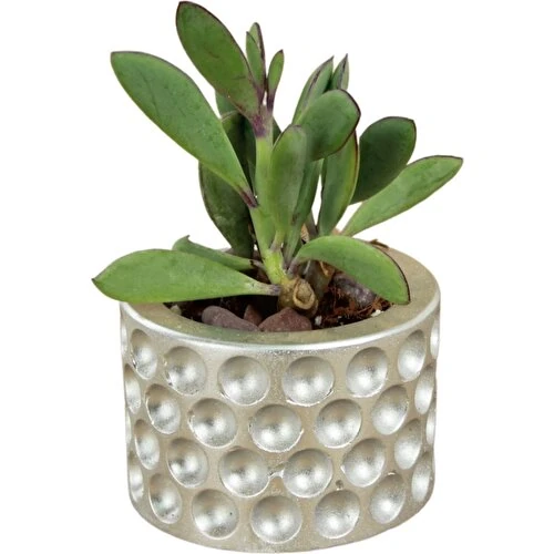 Dekoratif Saksı Minik Kaktüs Saksısı Puantiye Model