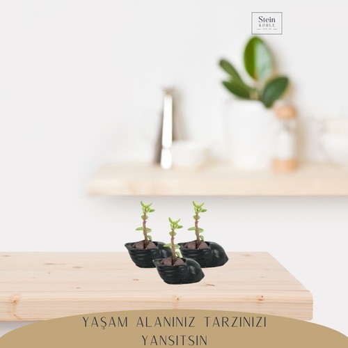 Stein Kohle Dekoratif Saksı Minik Kaktüs Saksısı Deniz Salyangozu Model