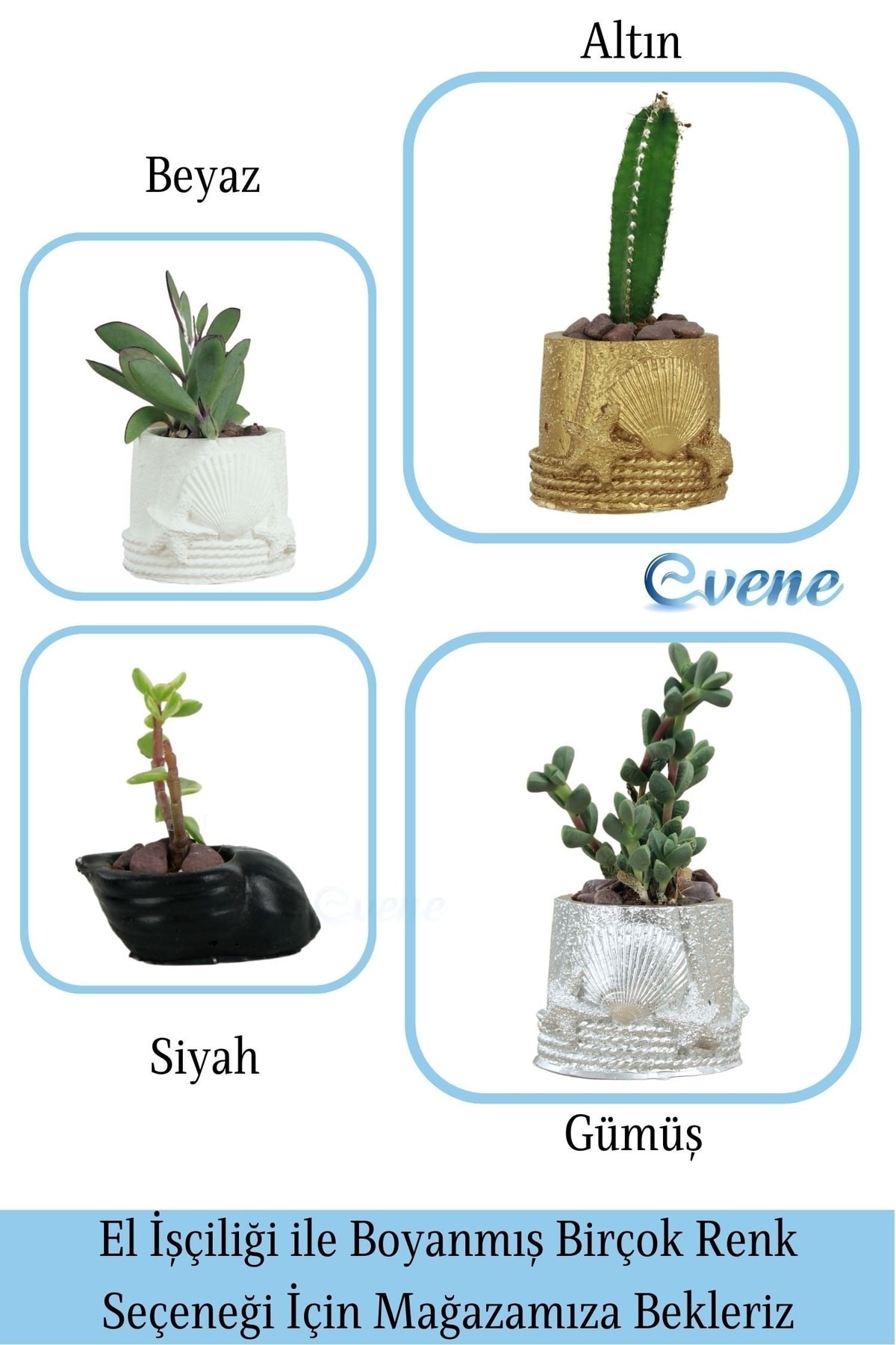 Mini Çiçek Saksı Küçük Sukulent Beyaz Kaktüs Saksısı Deniz Yıldızlı Kabuklu Model