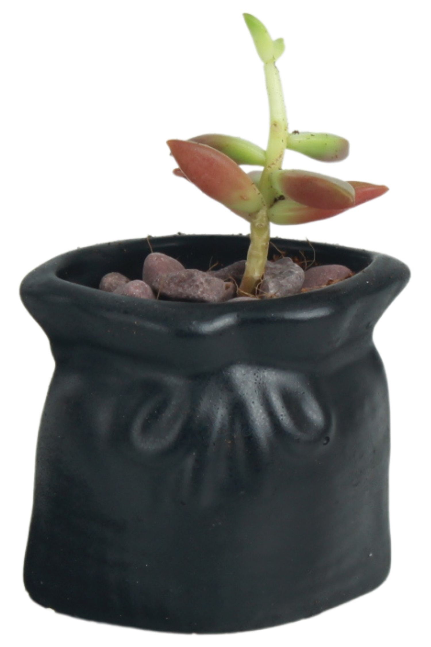 Mini Çiçek Saksısı Küçük Sukulent Siyah Kaktüs Saksı Kese Model