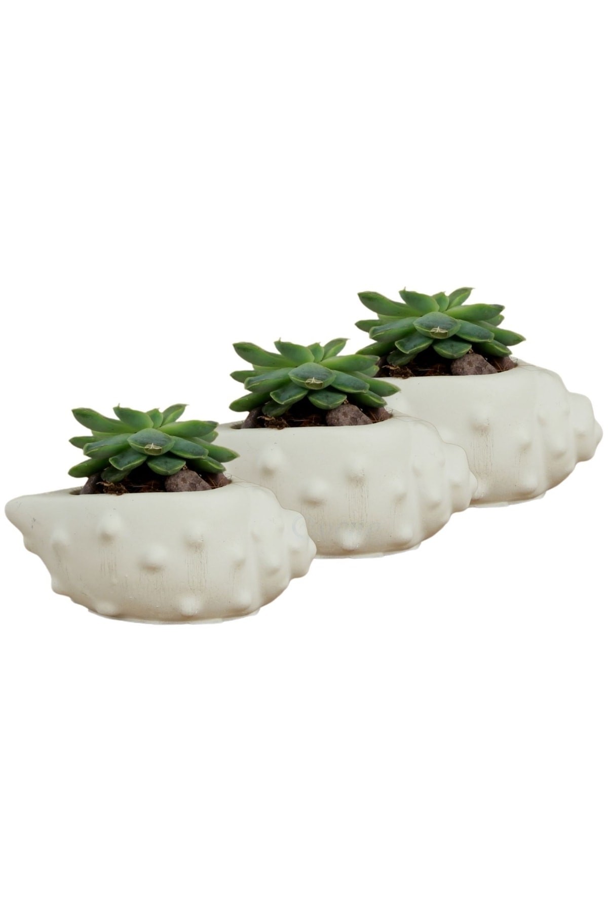 Mini Çiçek Saksı Küçük Sukulent Beyaz Kaktüs Saksısı 3'lü Set Deniz Kabuğu Model