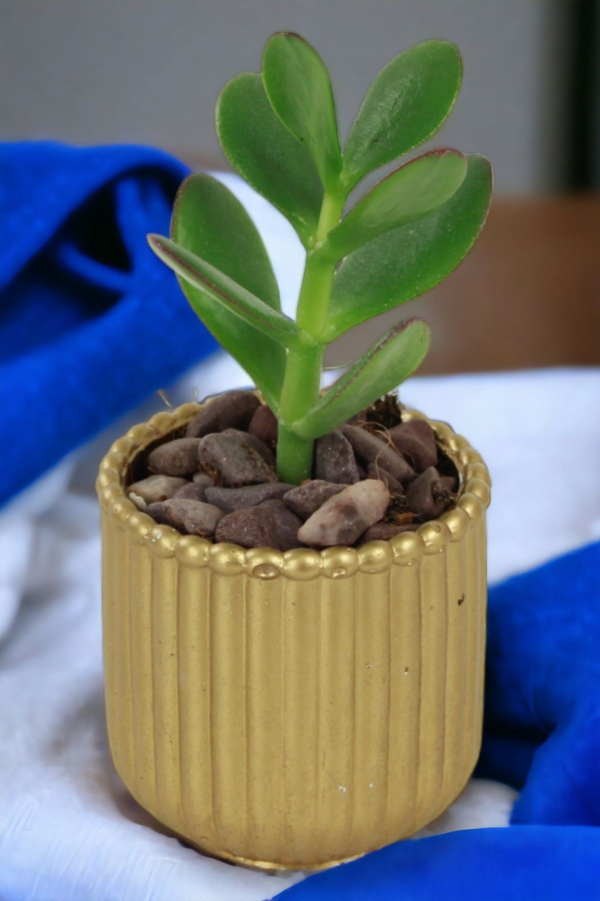 Altın thumbnail image