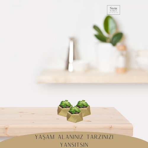 Stein Kohle Dekoratif Saksı Minik Kaktüs Saksısı Mini Poly 2 Model