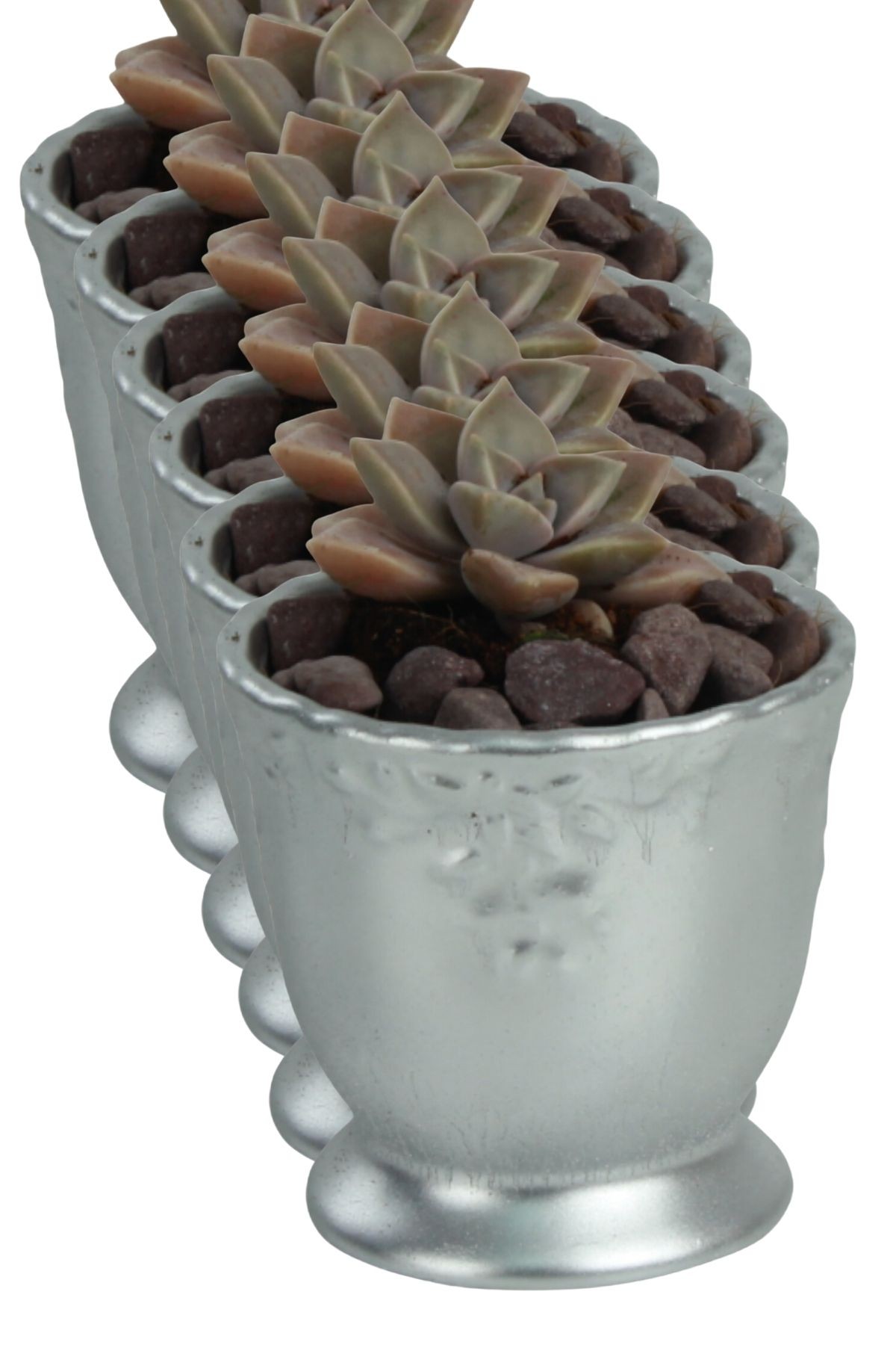 Gümüş thumbnail image