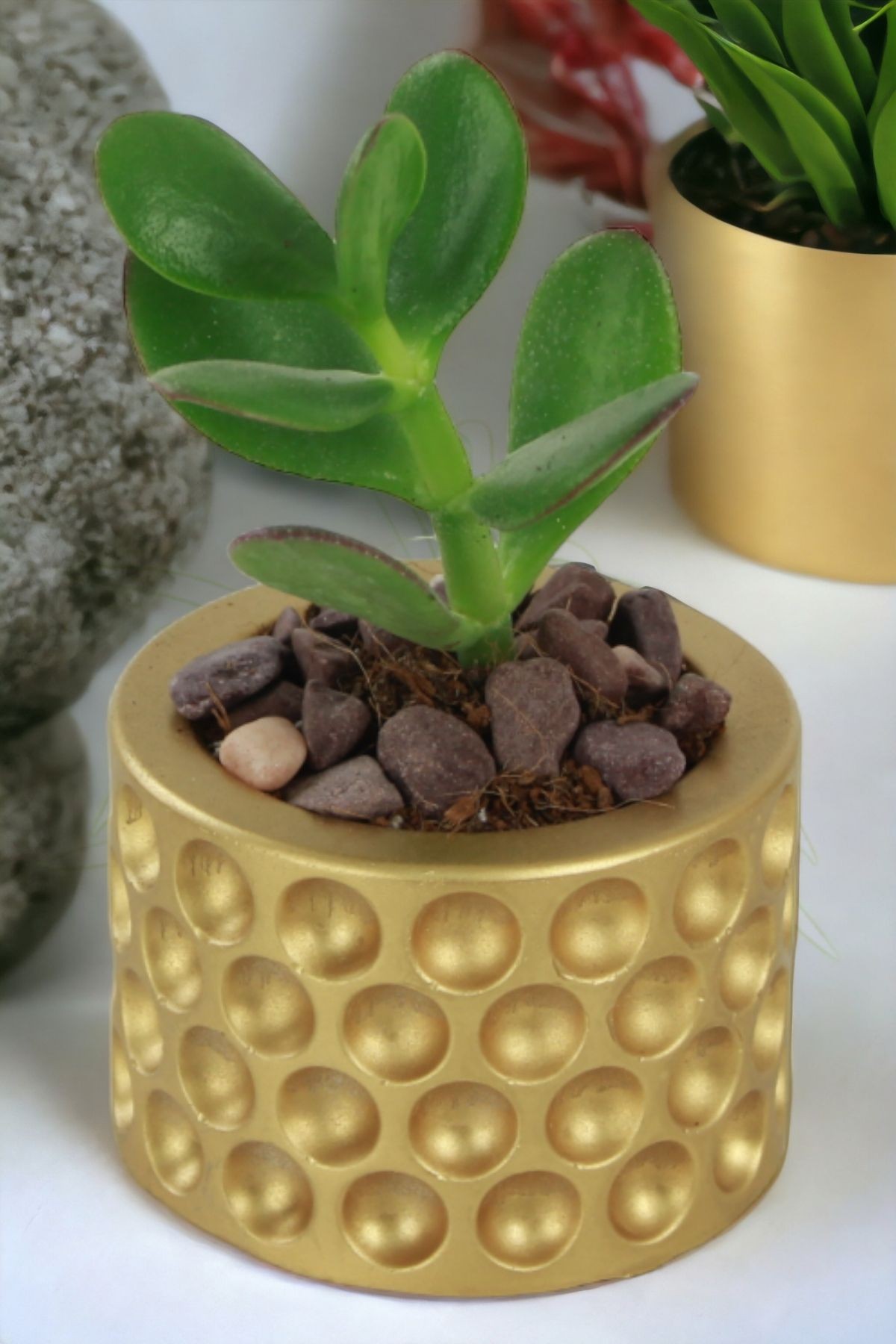 Altın thumbnail image