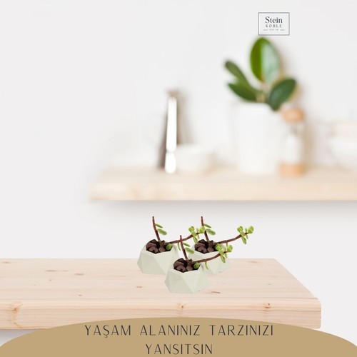 Stein Kohle Dekoratif Saksı Minik Kaktüs Saksısı Mini Poly 2 Model