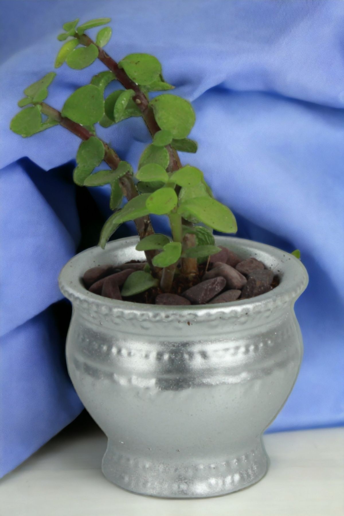 Gümüş thumbnail image