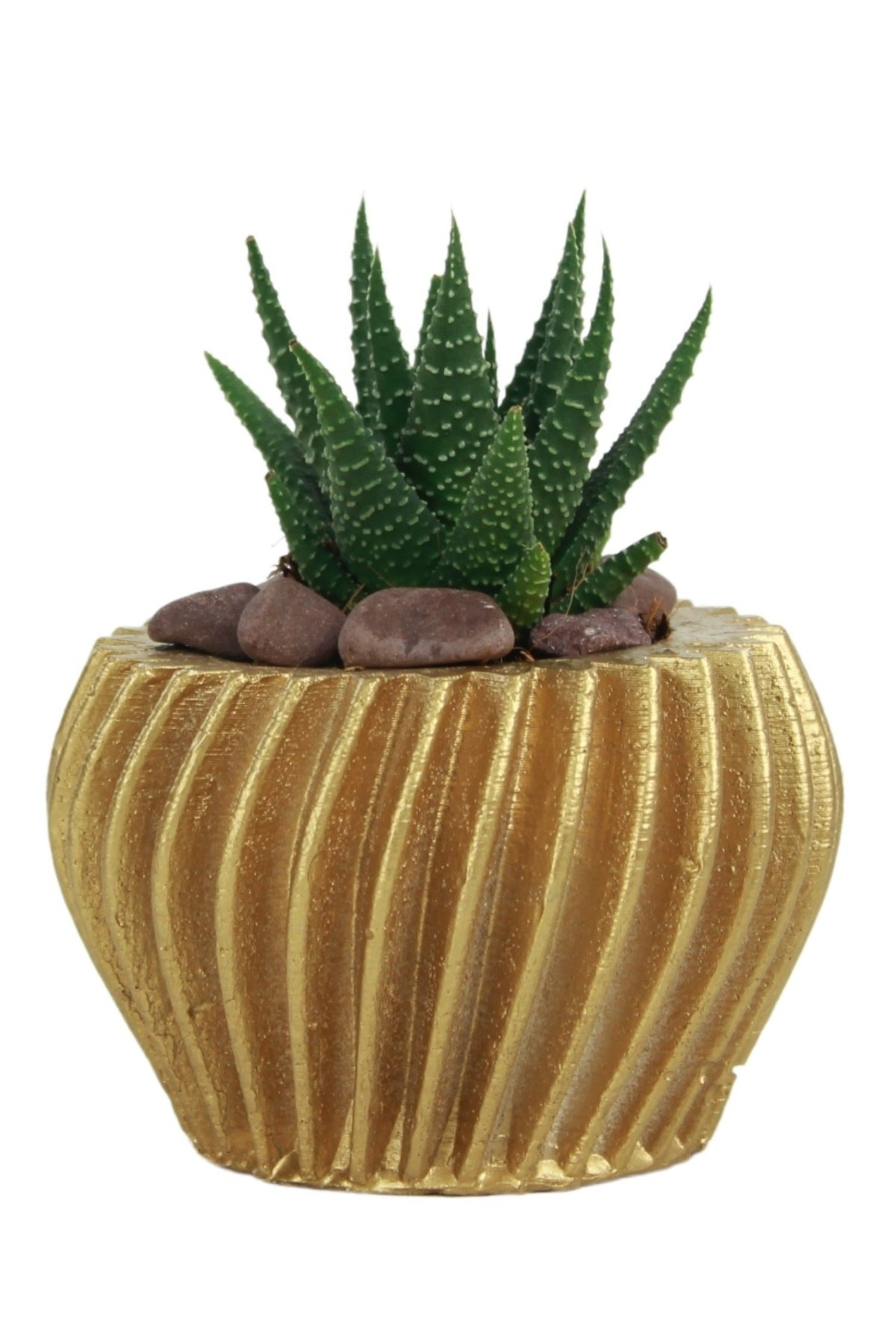 Altın thumbnail image