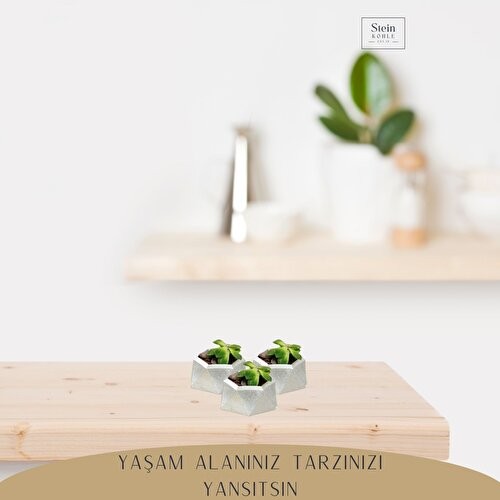 Stein Kohle Dekoratif Saksı Minik Kaktüs Saksısı Mini Poly 2 Model