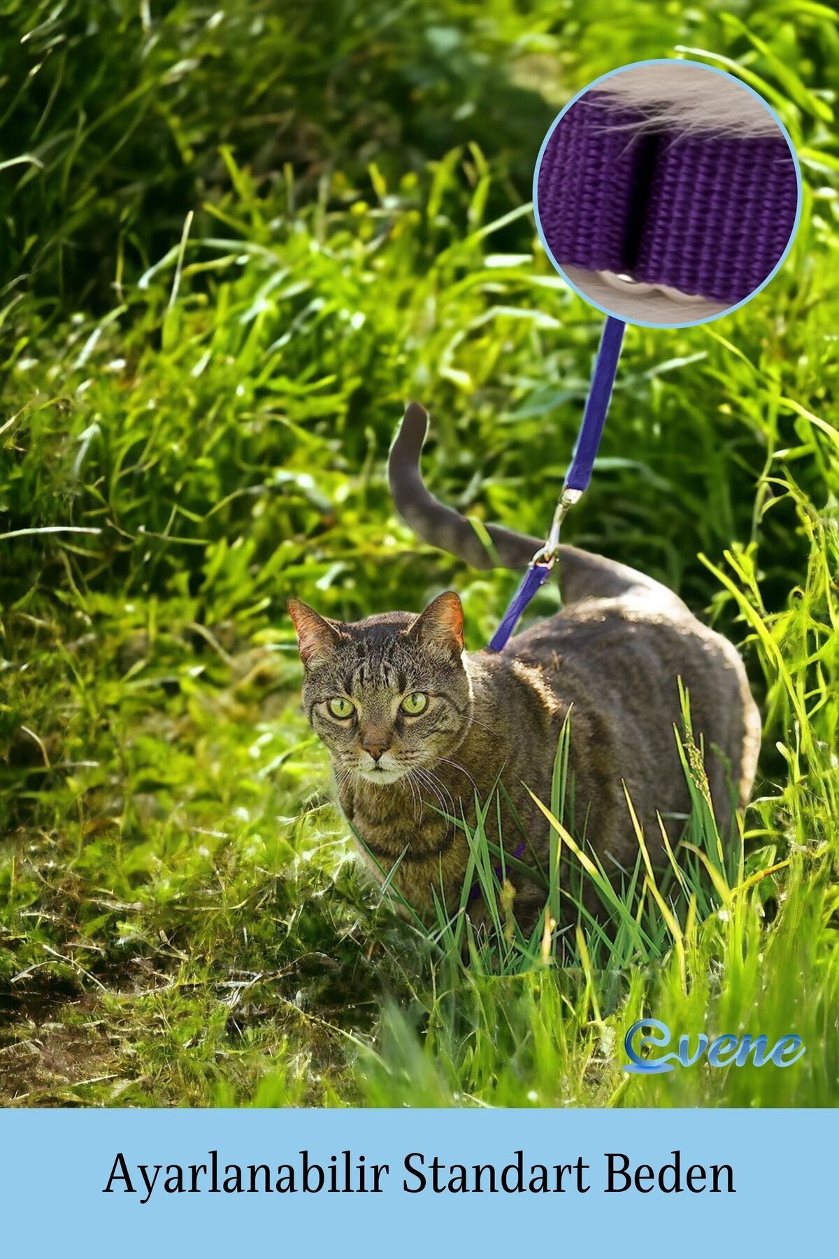Kedi Tasması Kedi Göğüs Bel Ayarlanabilir Dayanıklı Sağlam Tasma 1 cm İnce Kolon
