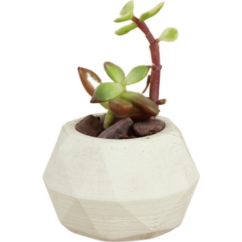 Stein Kohle Dekoratif Saksı Minik Kaktüs Saksısı Dönen Poly Model