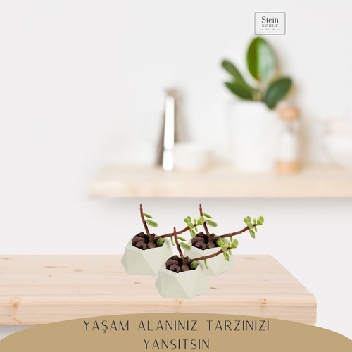 Stein Kohle Dekoratif Saksı Minik Kaktüs Saksısı Mini Poly 2 Model