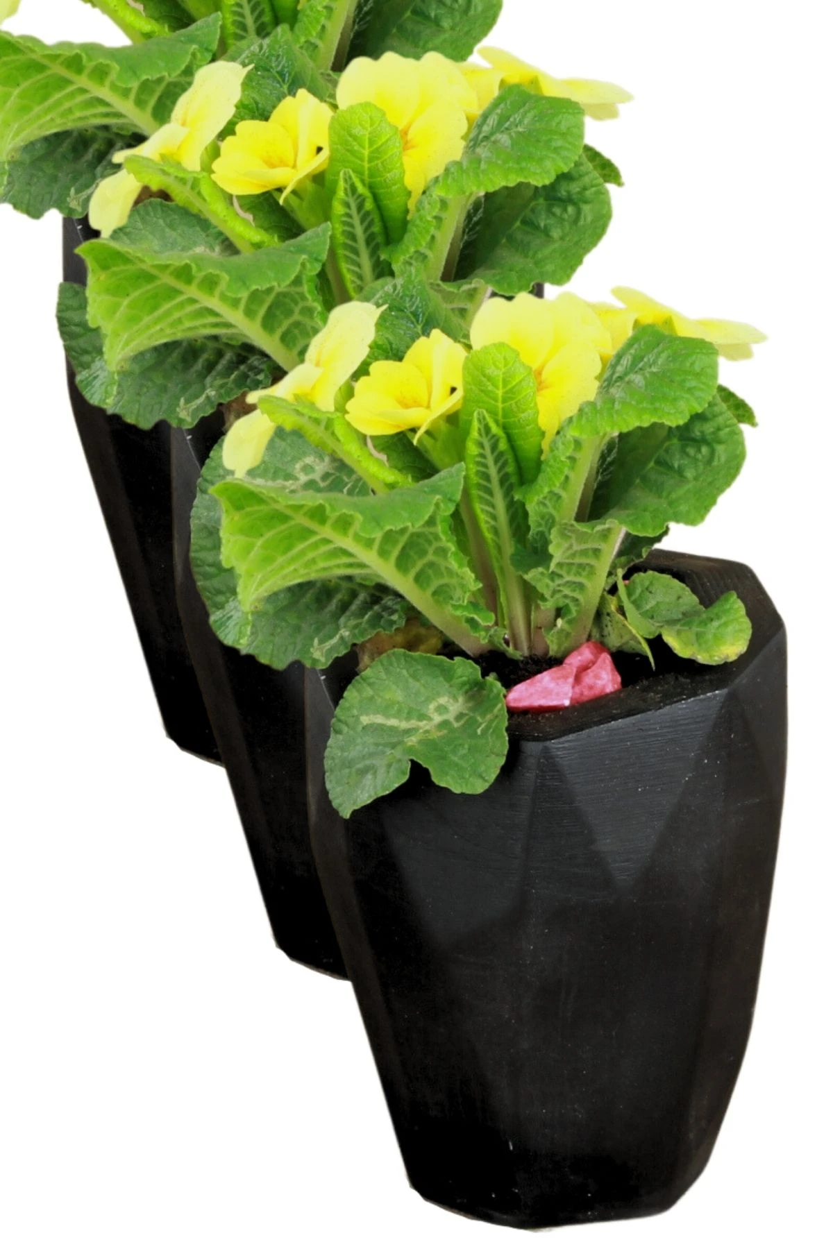 SİYAH thumbnail image