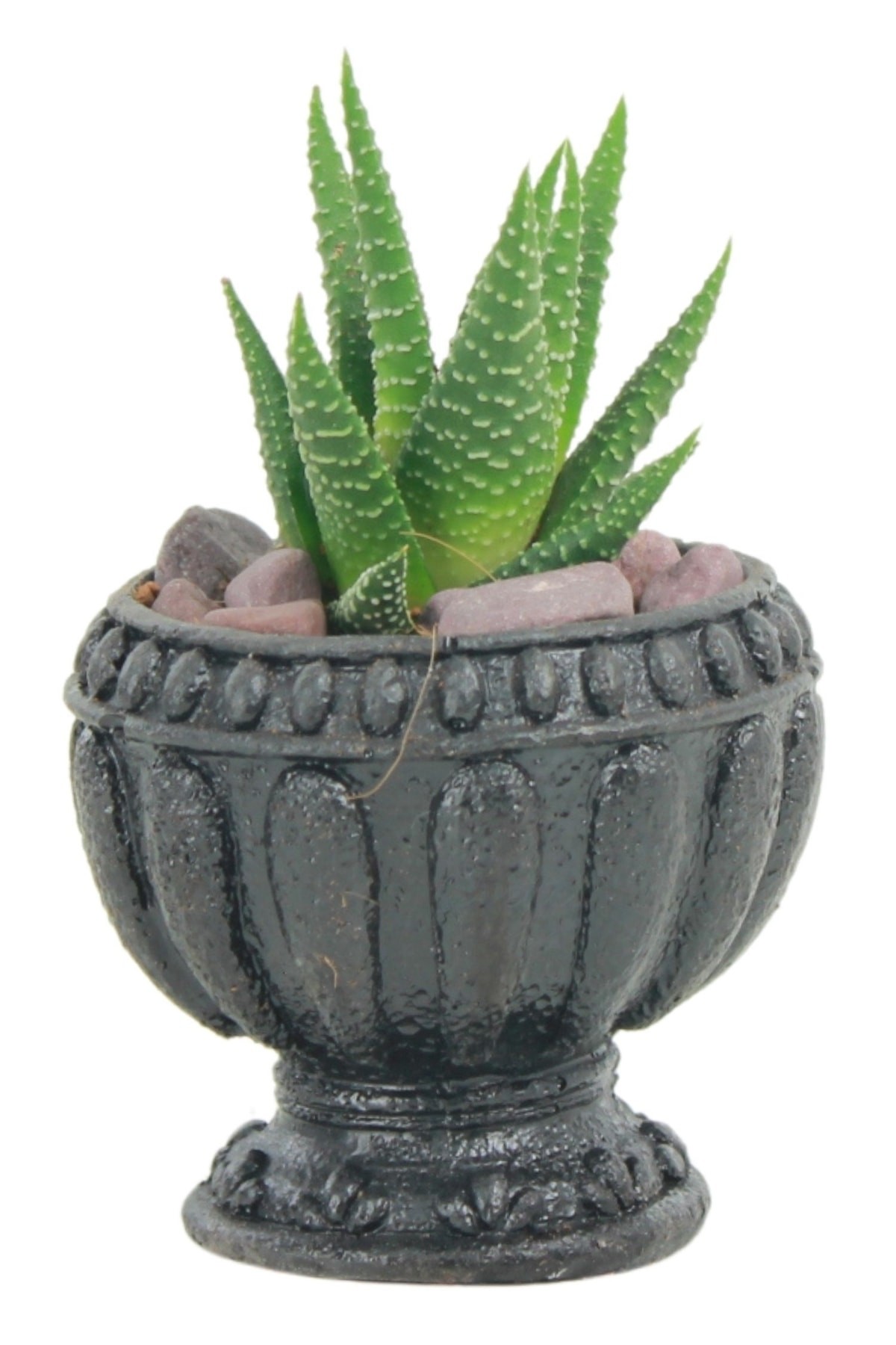 SİYAH thumbnail image