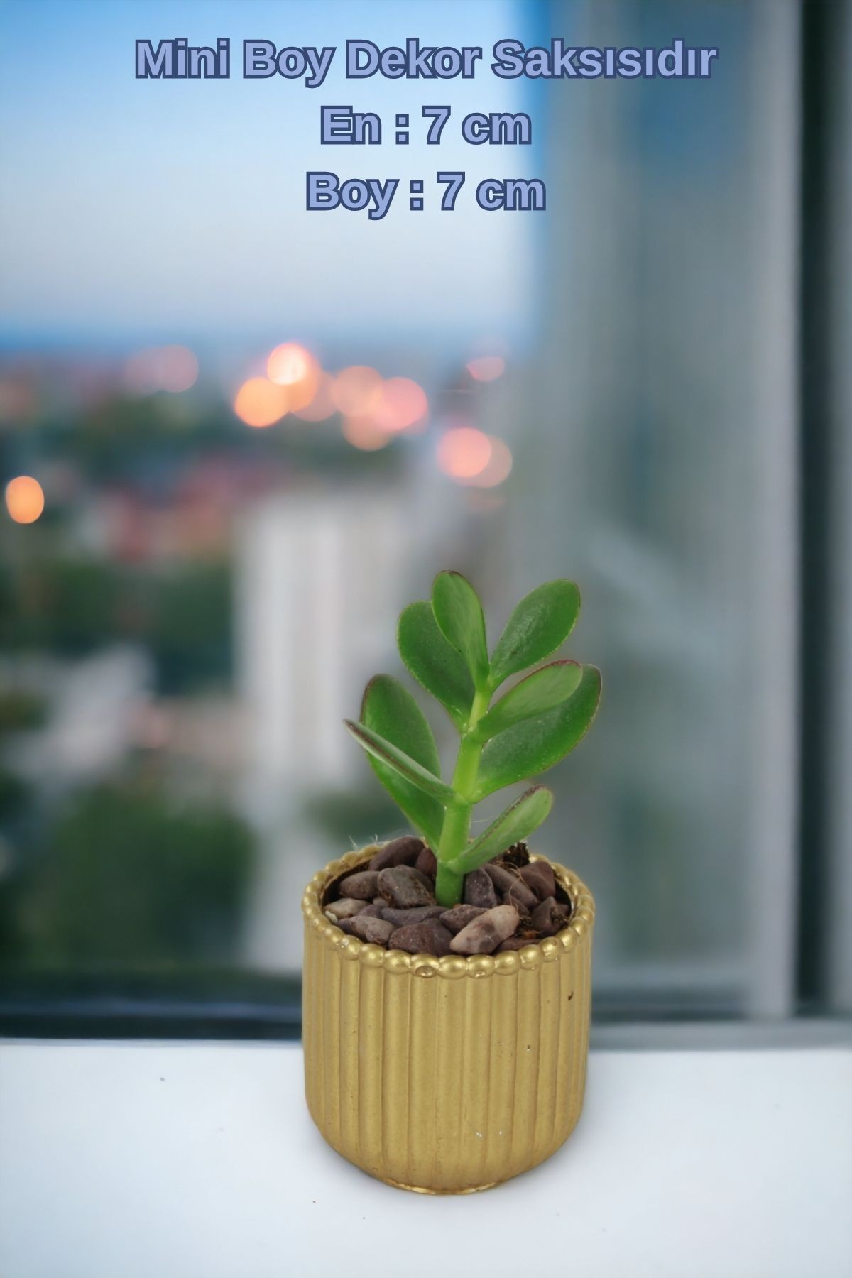 Altın thumbnail image