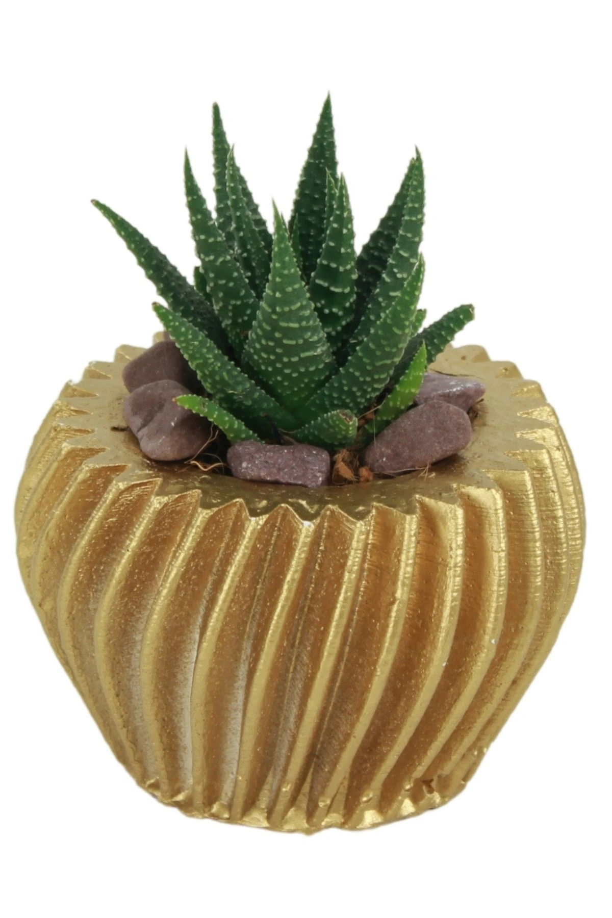 Altın thumbnail image