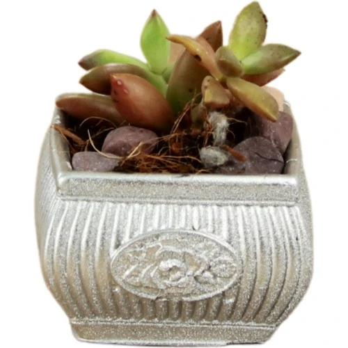Stein Kohle Dekoratif Saksı Minik Kaktüs Saksısı Mini Çizgili Çiçekli Model