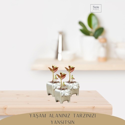 Dekoratif Saksı Minik Kaktüs Saksısı Mini Inek Model